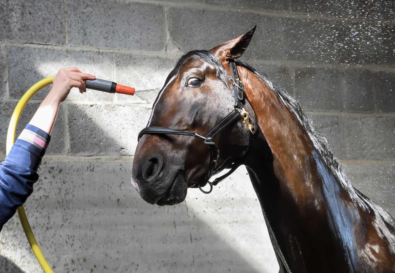 Nikon D500 sample photo. Horse, wet, water photography
