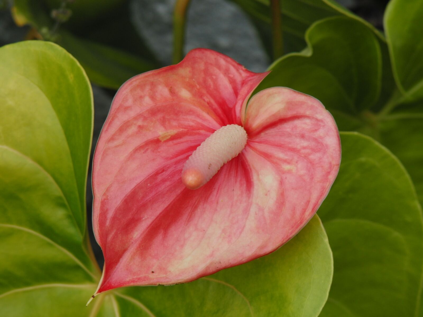 CASIO EX-F1 sample photo. Anthurium, flower, plant photography