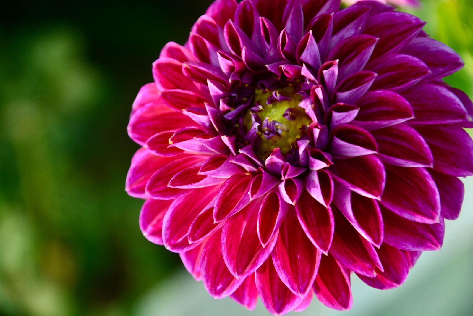 Nikon D5200 sample photo. Dahlia, pompon dahlia, flower photography