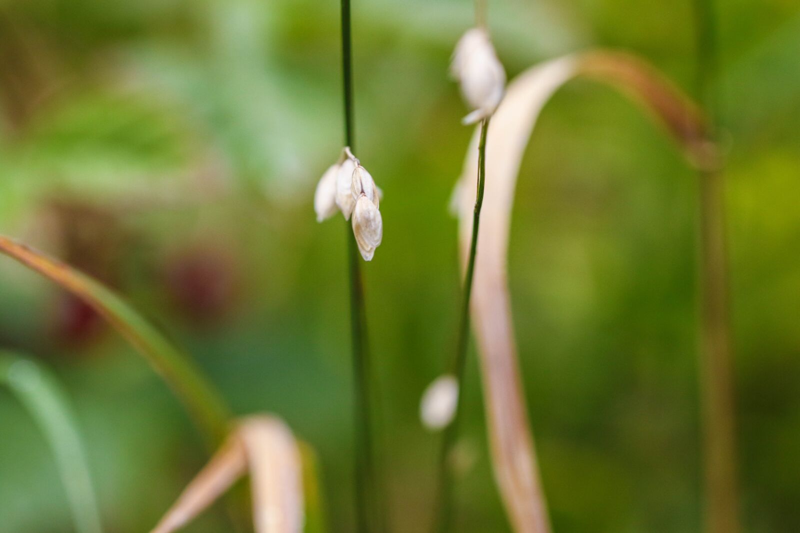 Canon EOS 7D Mark II sample photo. Nature, growth, green photography