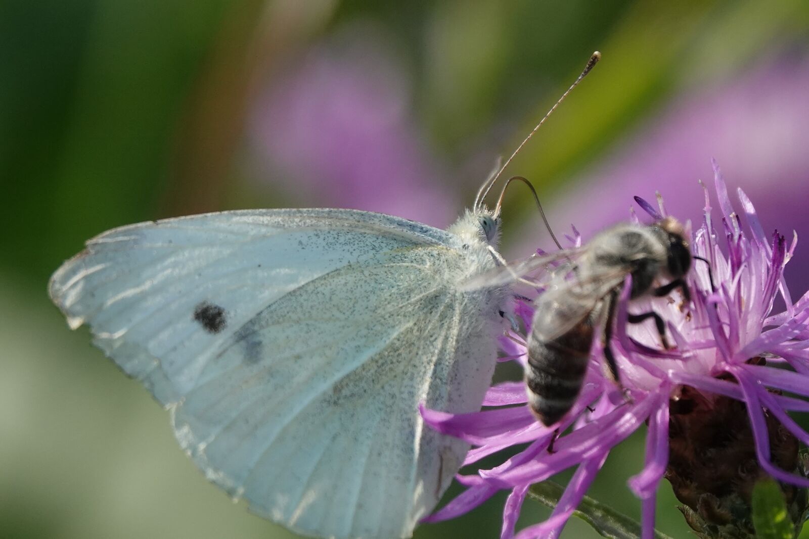 Sony Cyber-shot DSC-RX10 IV sample photo. Butterfly, flower, summer photography
