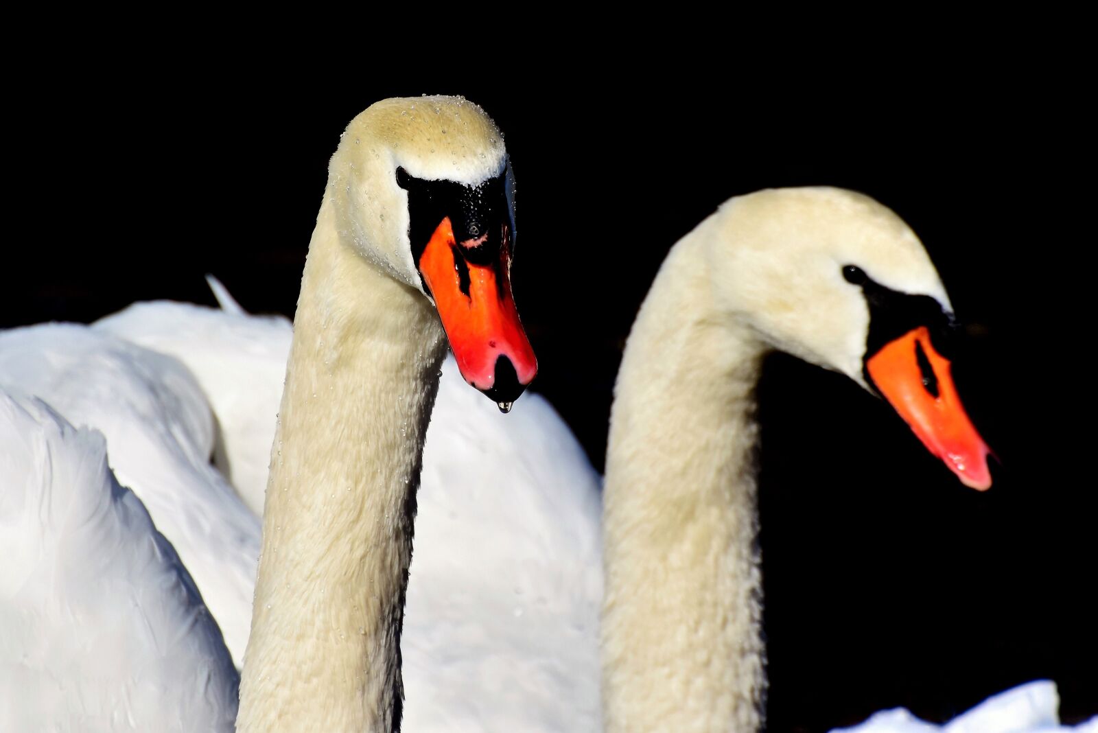 Nikon D7200 sample photo. Swan, water bird, schwimmvogel photography