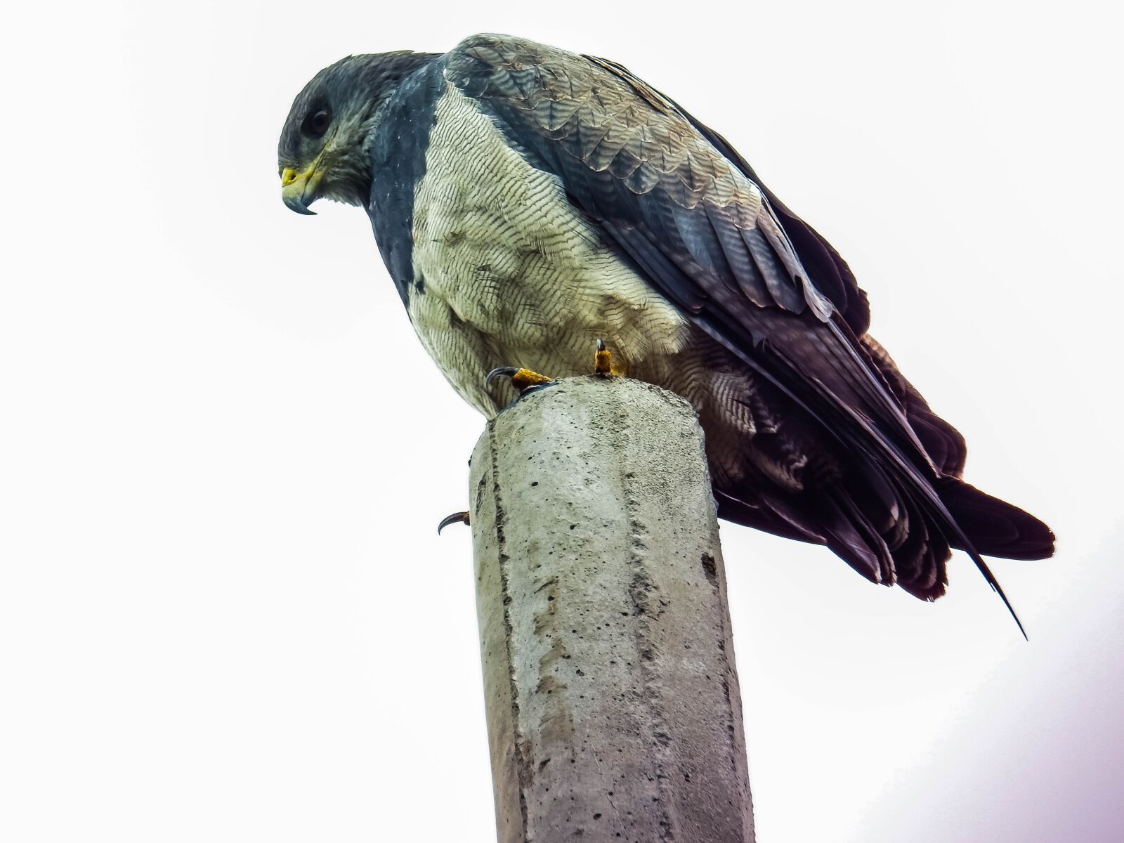 Nikon Coolpix P900 sample photo. Eagle, nature, bird photography