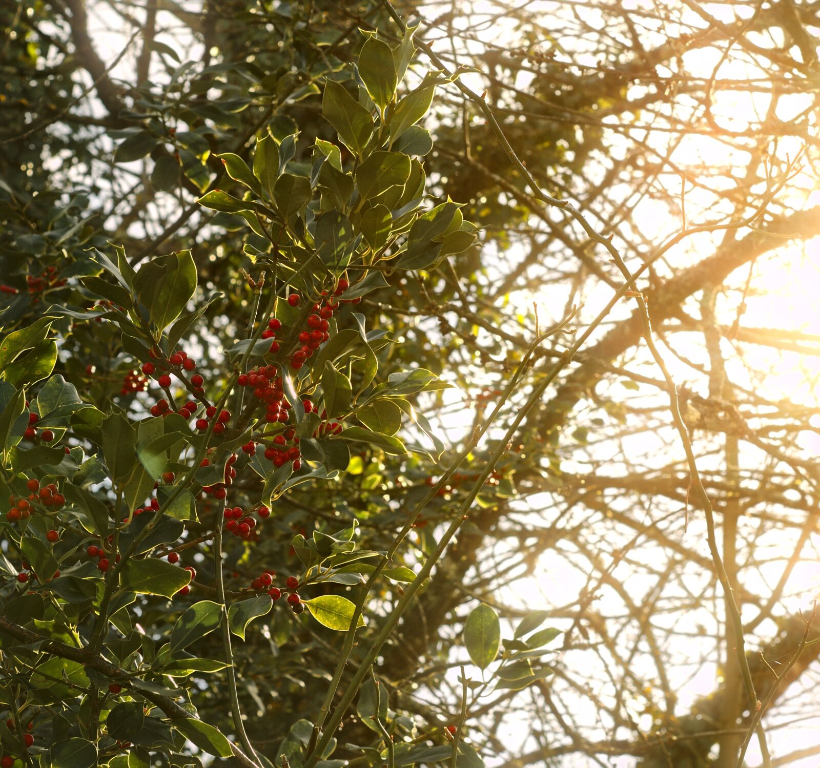 Canon EOS 1100D (EOS Rebel T3 / EOS Kiss X50) sample photo. Holly, nature, berries photography