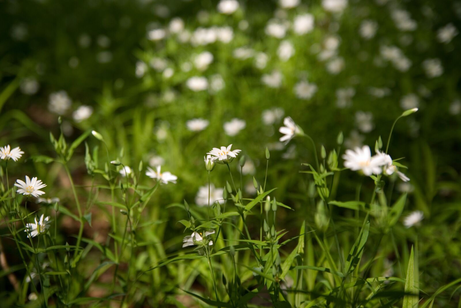 Sony Alpha DSLR-A100 sample photo. Flowers, meadow, forest photography