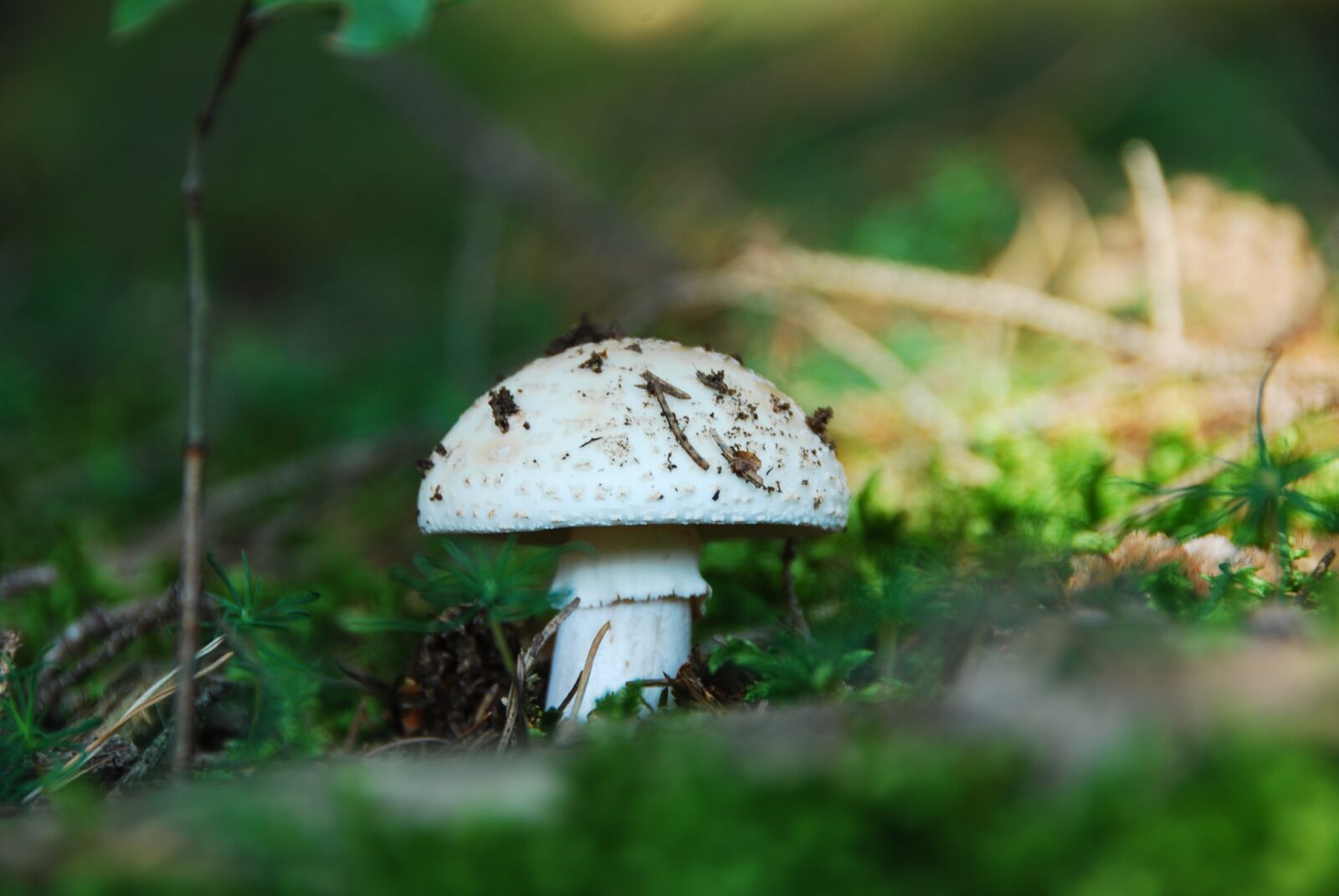 Nikon D80 sample photo. Root champignon, mushroom, white photography