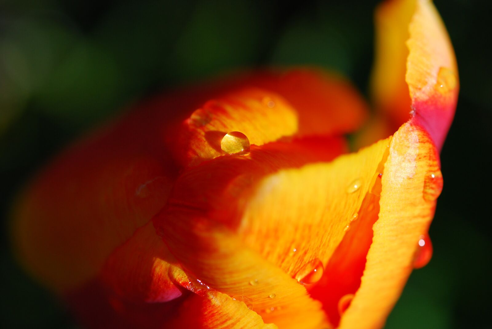 Nikon D80 sample photo. Flower, tulip, spring photography