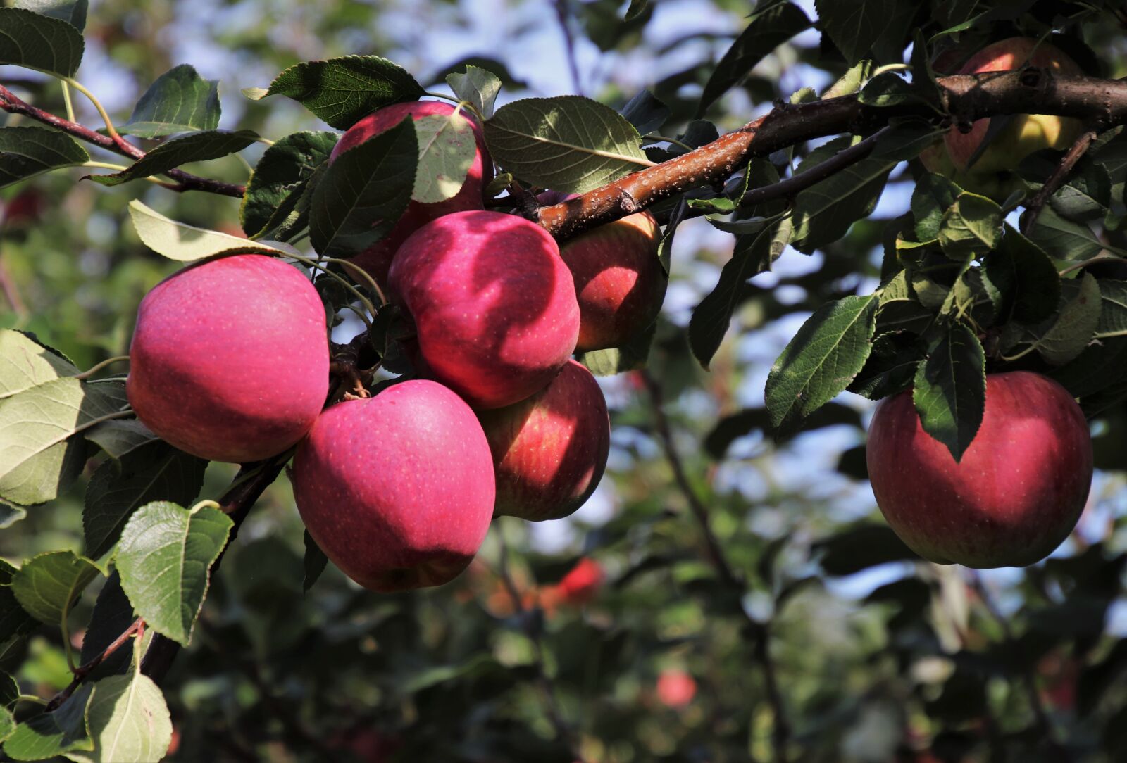 Canon EOS 80D sample photo. Apple, apples, mature photography