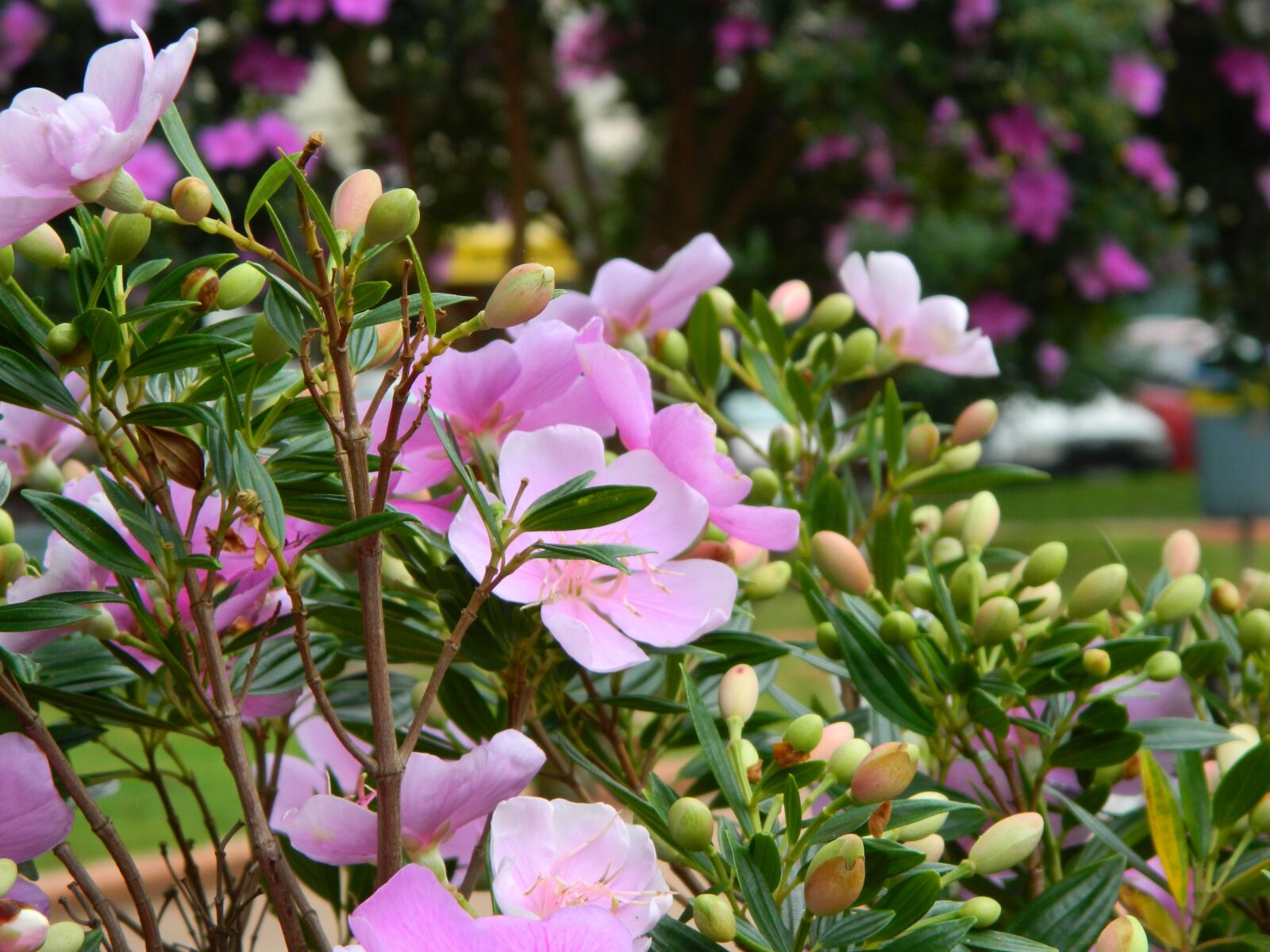 Nikon Coolpix L120 sample photo. Flowers, garden, gardening photography