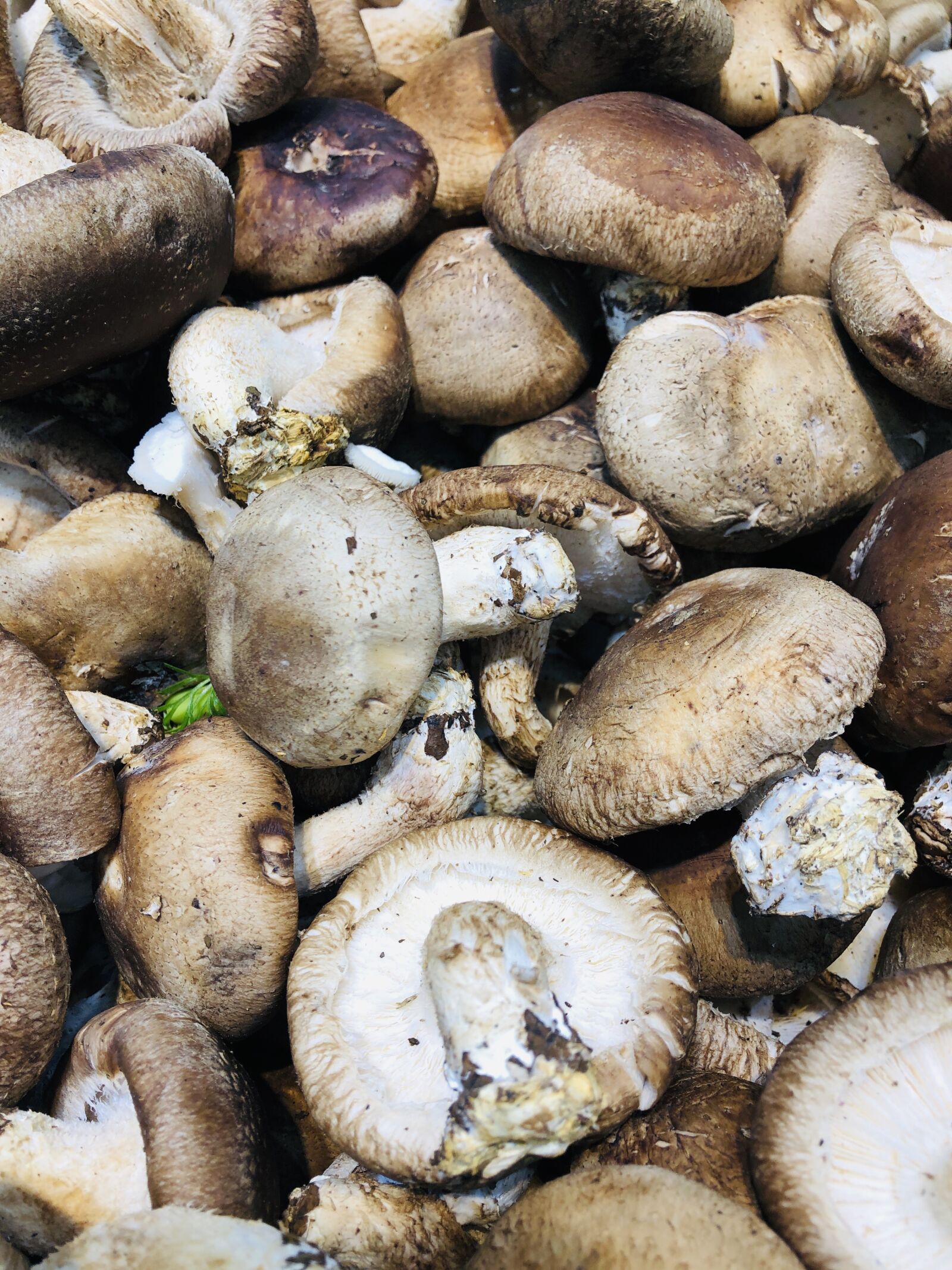 iPhone 8 back camera 3.99mm f/1.8 sample photo. Mushroom, food, cooking photography