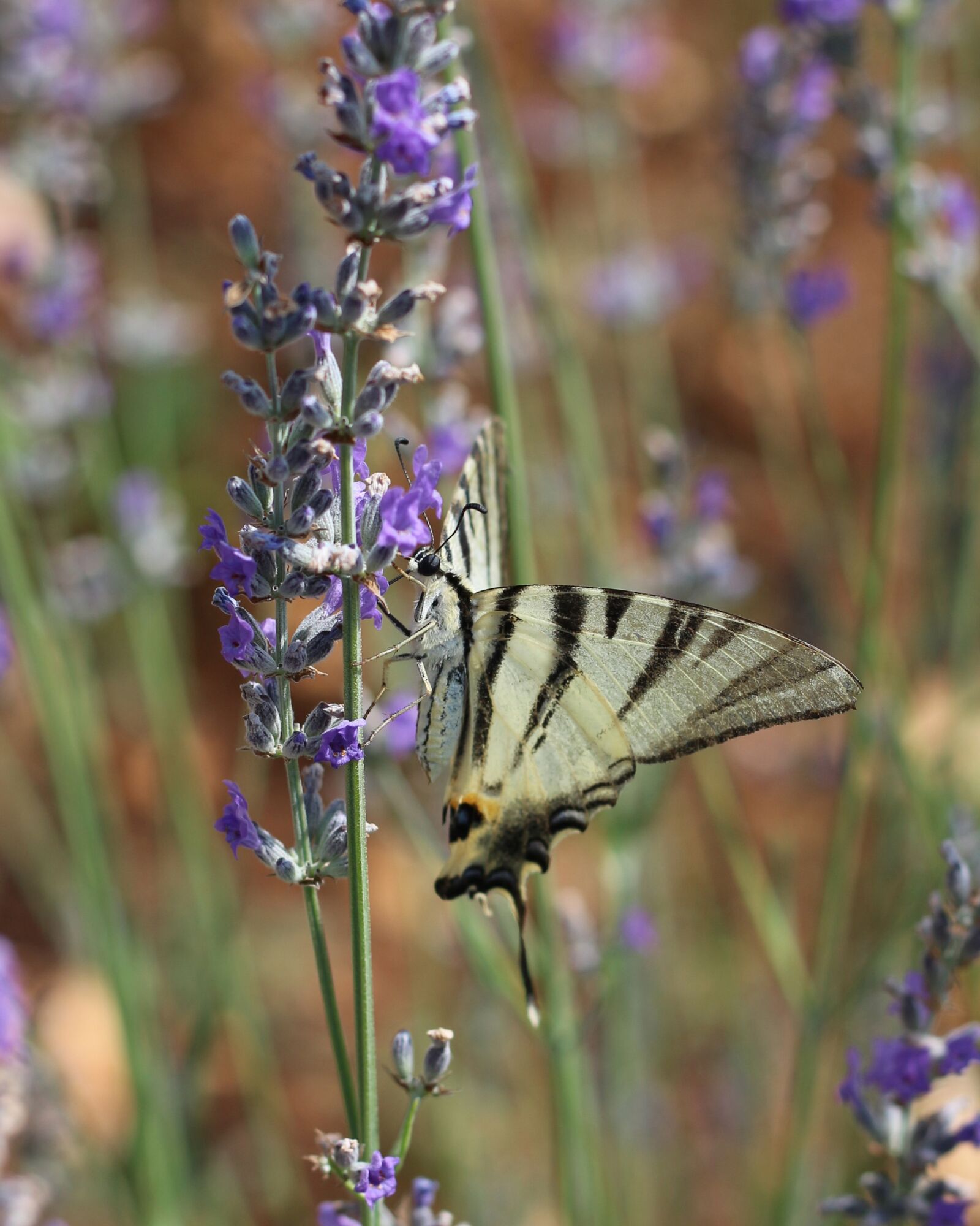 Canon EOS 700D (EOS Rebel T5i / EOS Kiss X7i) sample photo. Swallowtail, scarce swallowtail, lavender photography