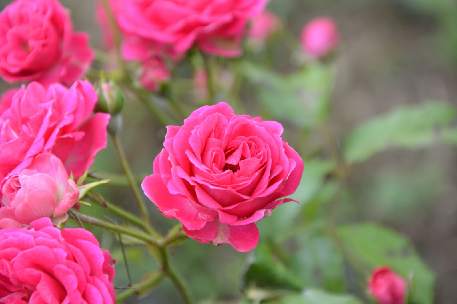 Nikon D5200 sample photo. Roses, rosebush, green leaves photography