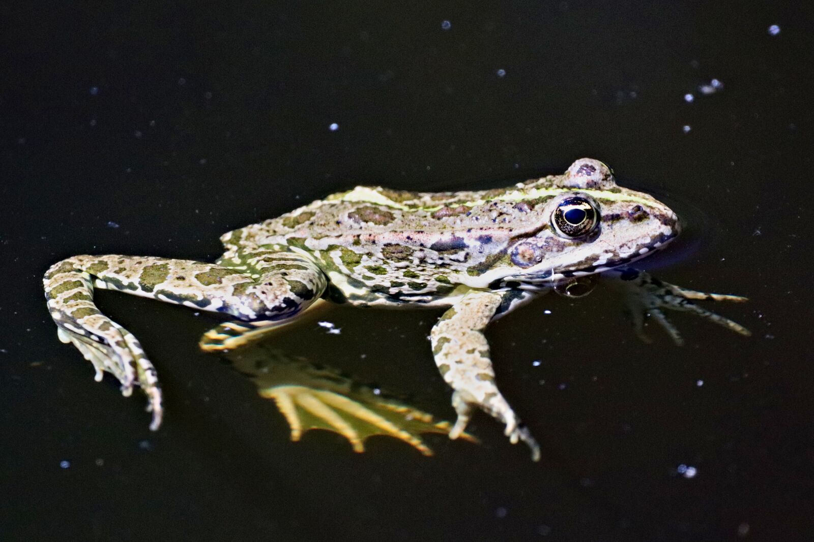 Canon EOS 77D (EOS 9000D / EOS 770D) sample photo. Frog, yellow-bellied, amphibian photography