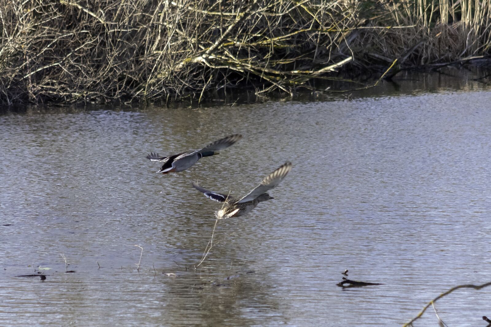 Canon EF75-300mm f/4-5.6 sample photo. Mallard duck, duck, wild photography