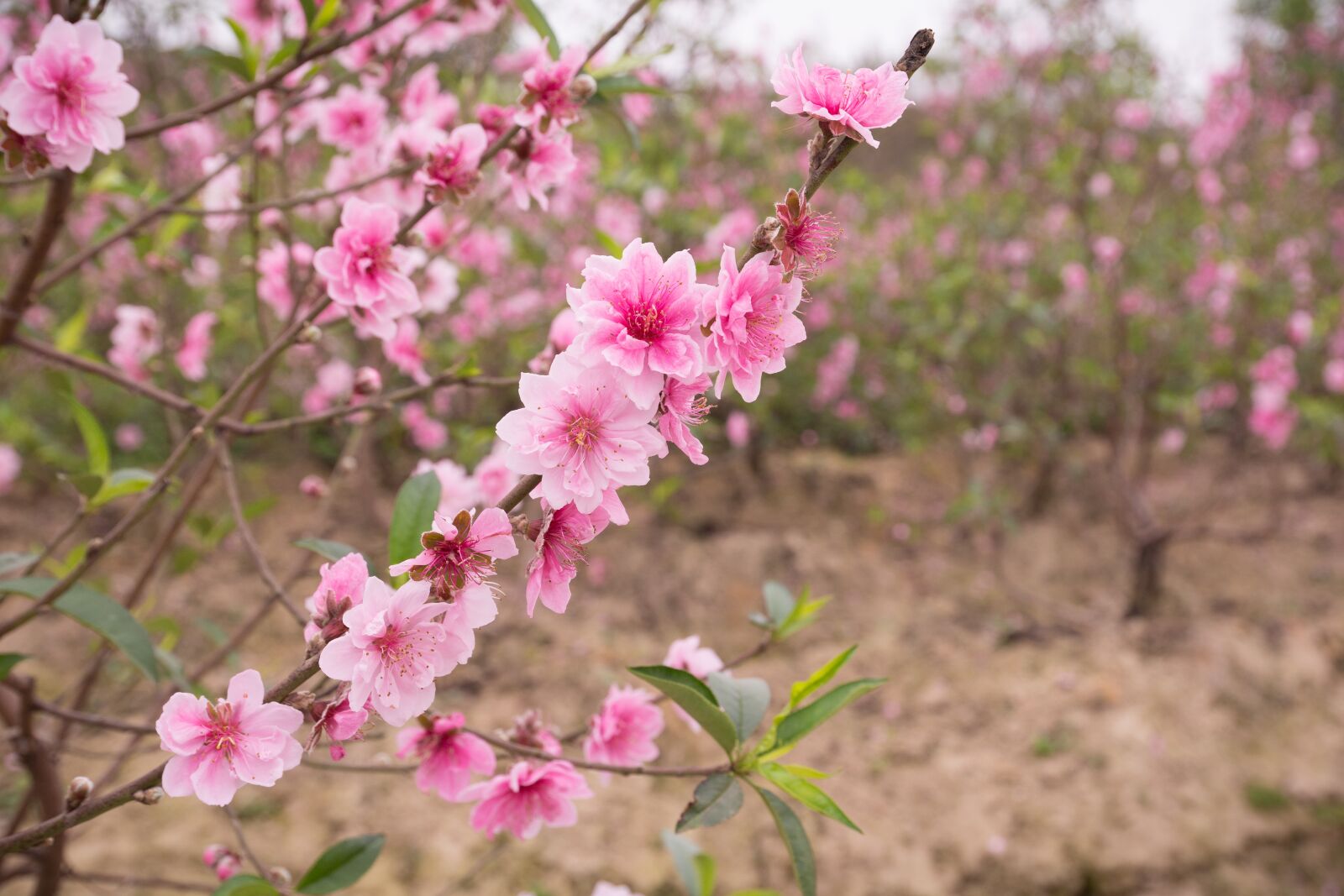 Nikon D7100 sample photo. Peach, flowers, spring photography