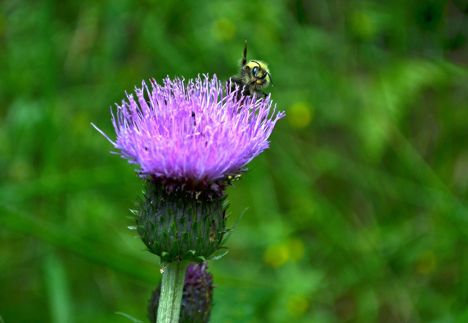 Nikon D5100 sample photo. Bumble-bee, waving, greeting photography