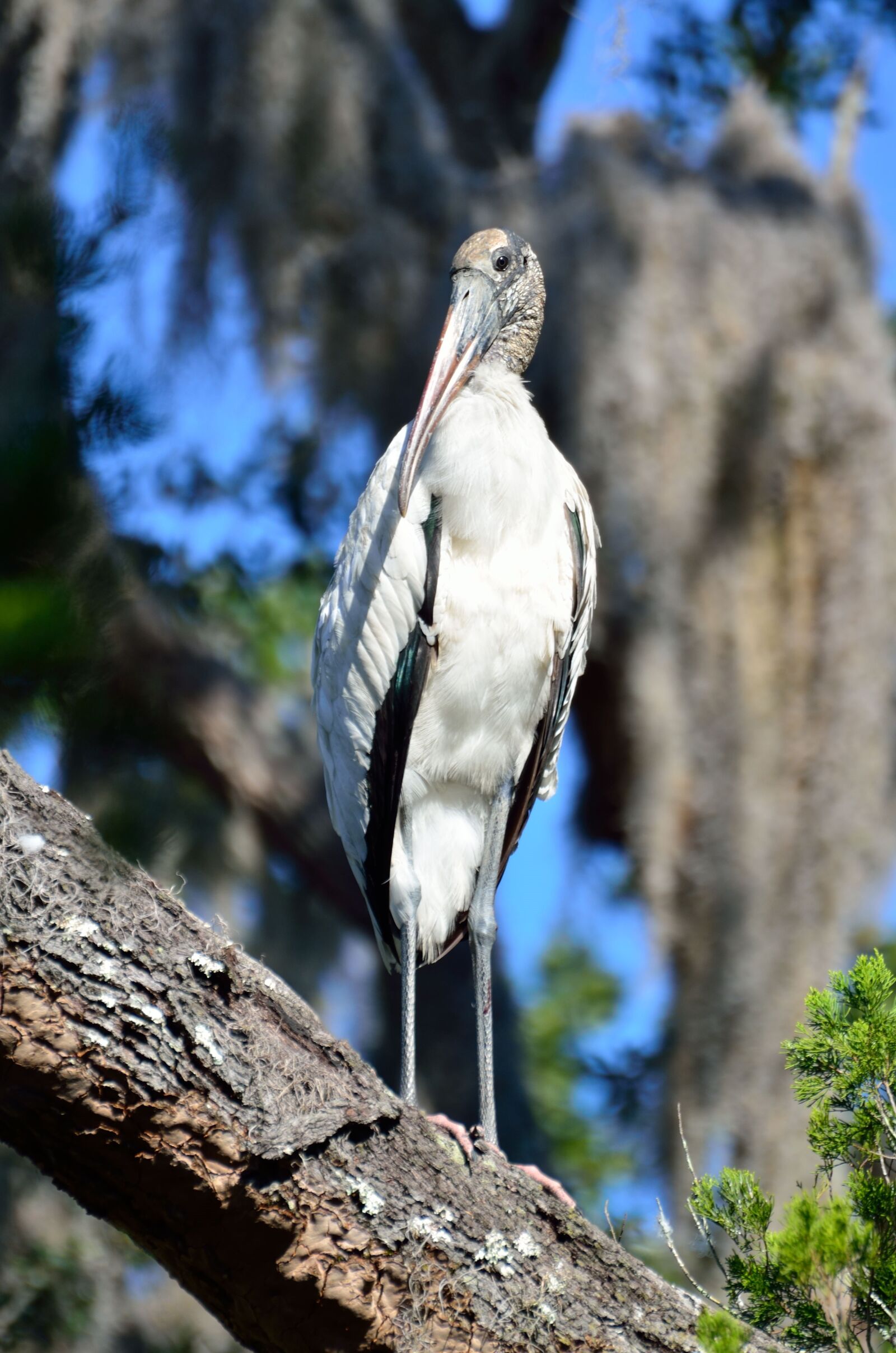 Nikon D7000 sample photo. Wood stork, wildlife, bird photography