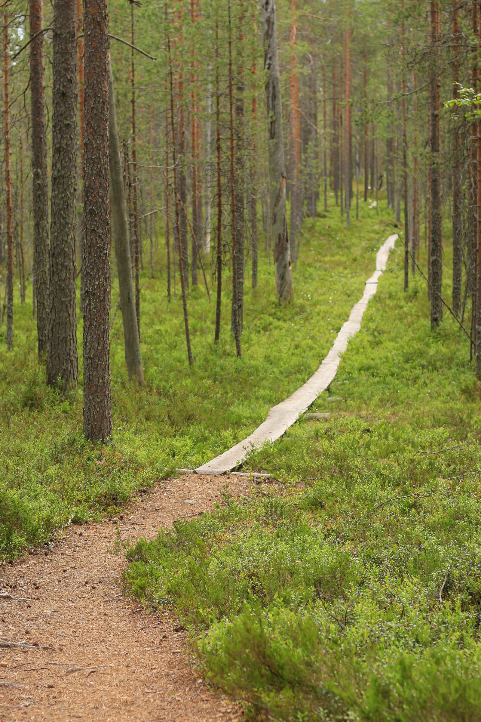 Canon EOS 70D + Canon EF 50mm F1.8 II sample photo. Hiking, forest, path photography