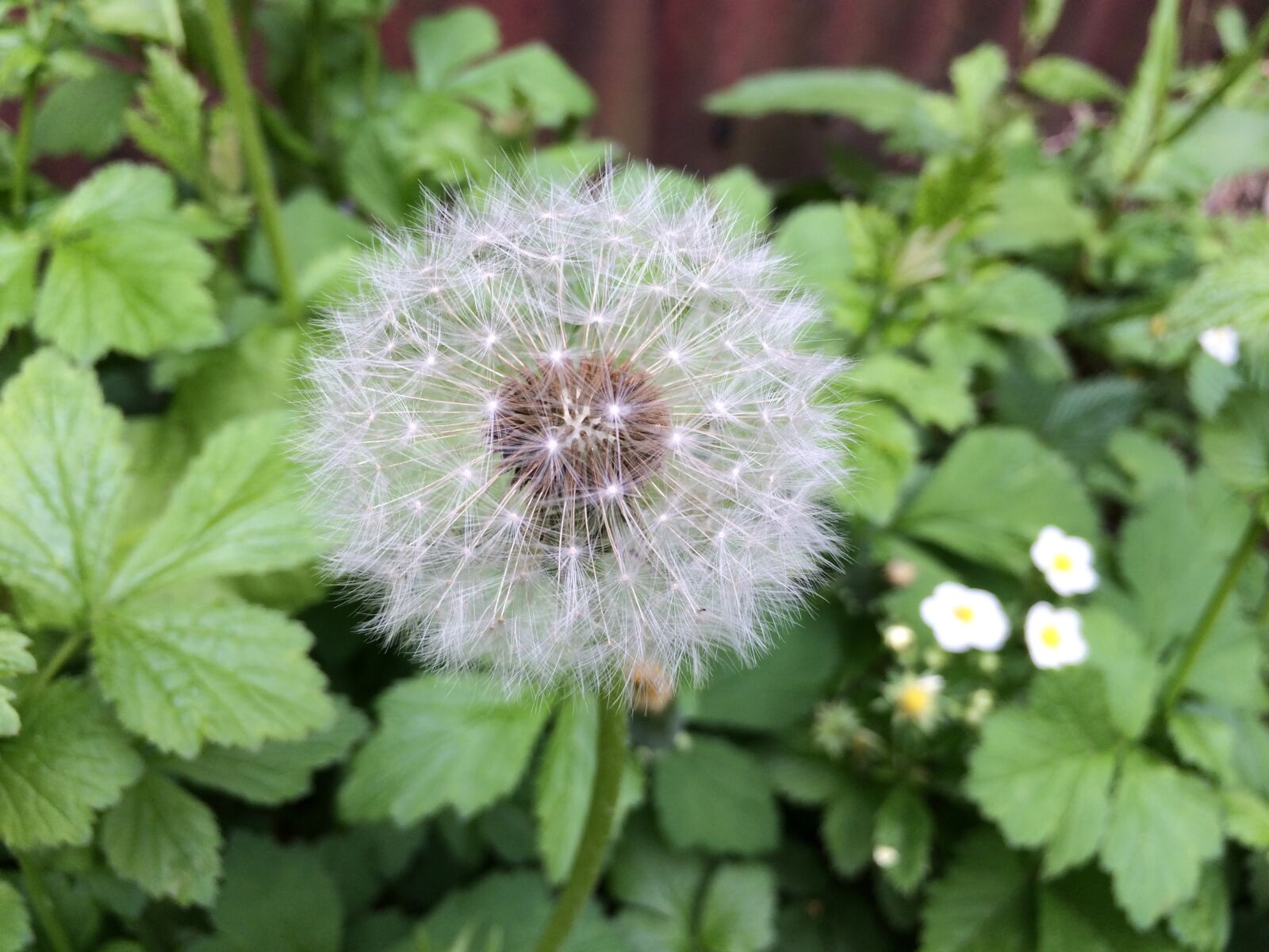 Apple iPhone 5s sample photo. Plant, flower, dandelion photography