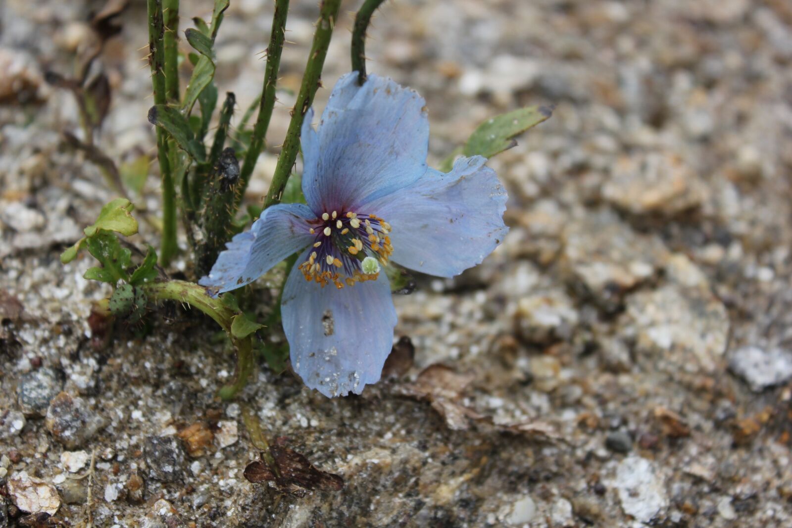 Canon EOS 550D (EOS Rebel T2i / EOS Kiss X4) sample photo. Wild flower, mountain flower photography