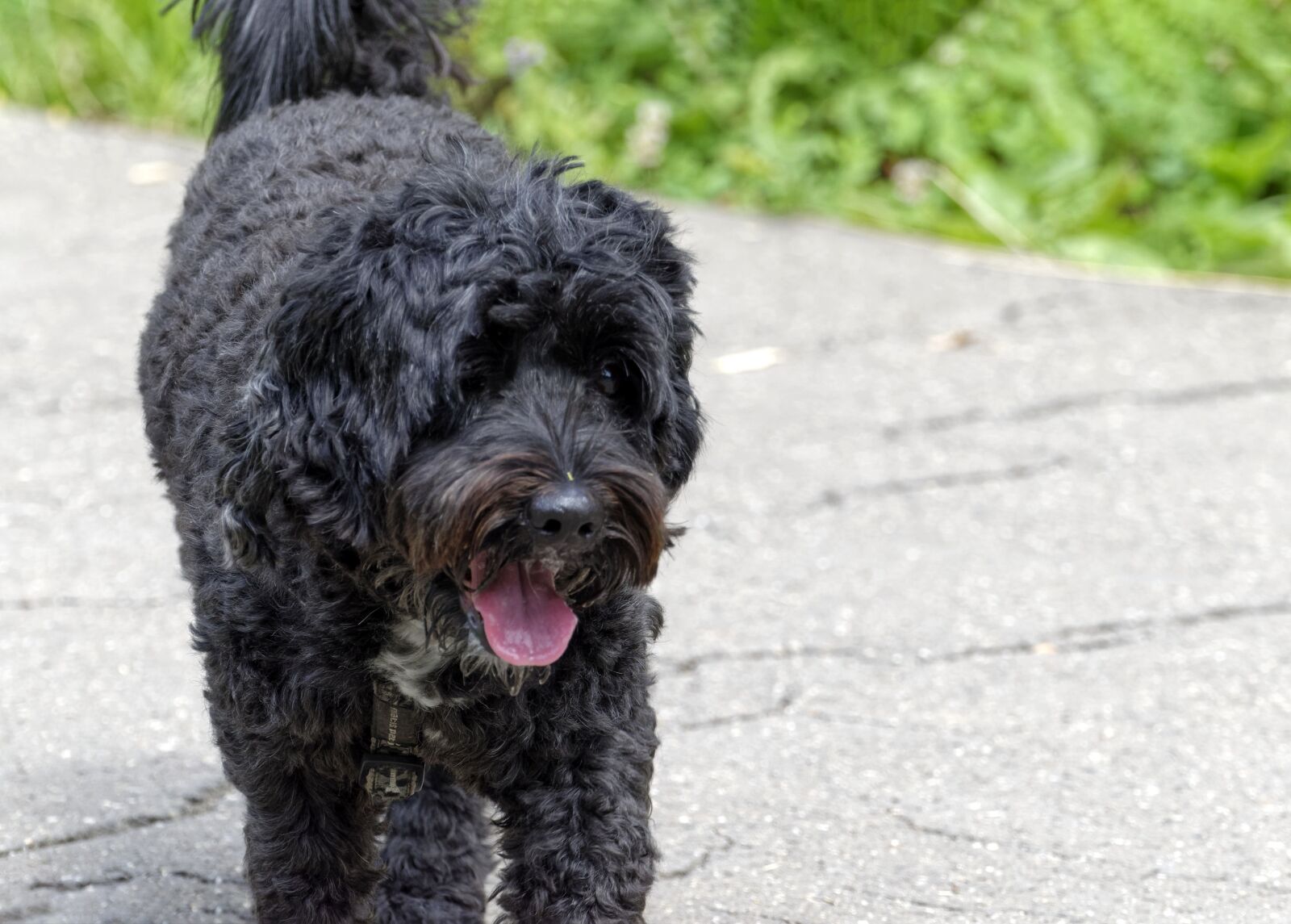 Nikon D5300 sample photo. Dog, pet, the dog photography