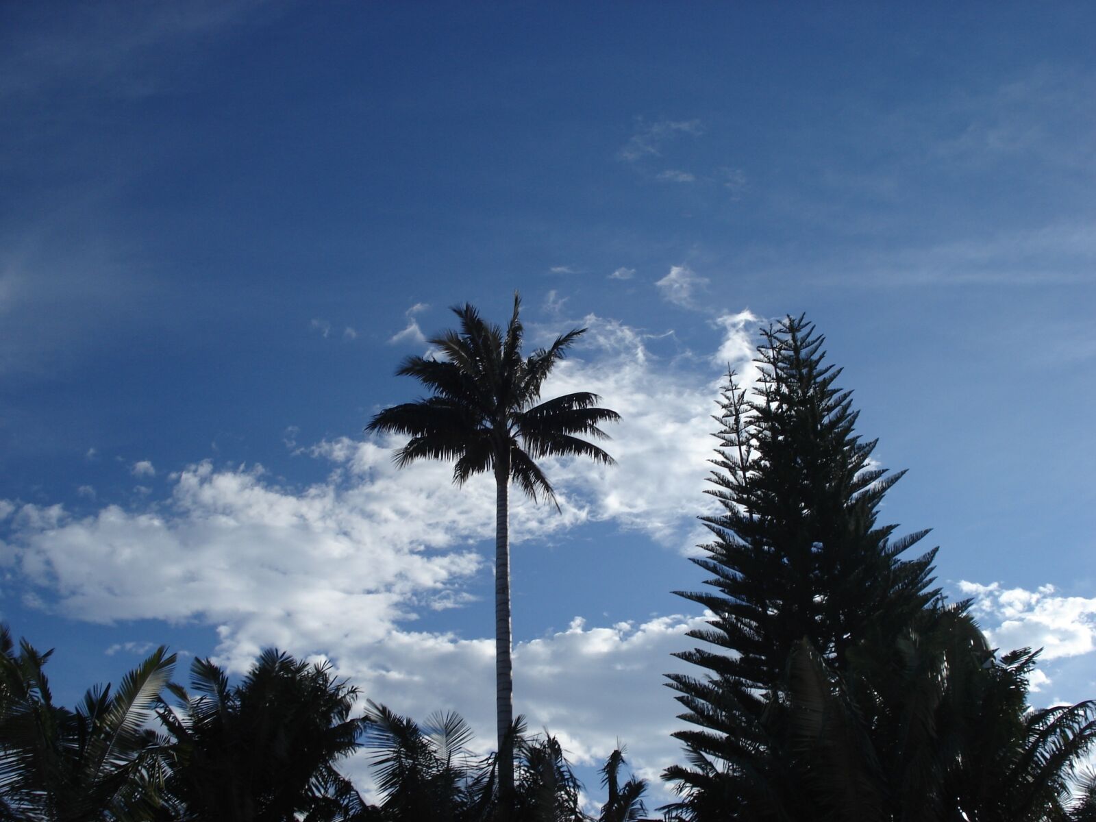 Sony DSC-W30 sample photo. Landscape, palma, tree photography