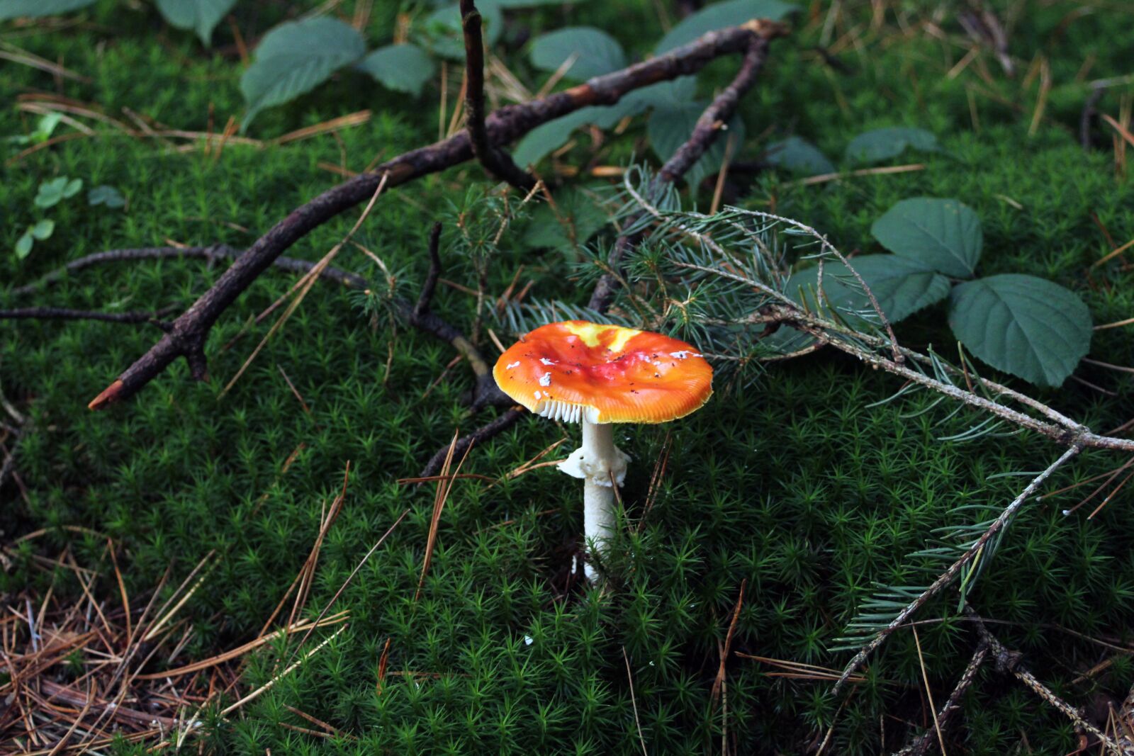Canon EOS 600D (Rebel EOS T3i / EOS Kiss X5) + Canon EF 28-80mm f/3.5-5.6 sample photo. Mushroom, fly agaric, forest photography