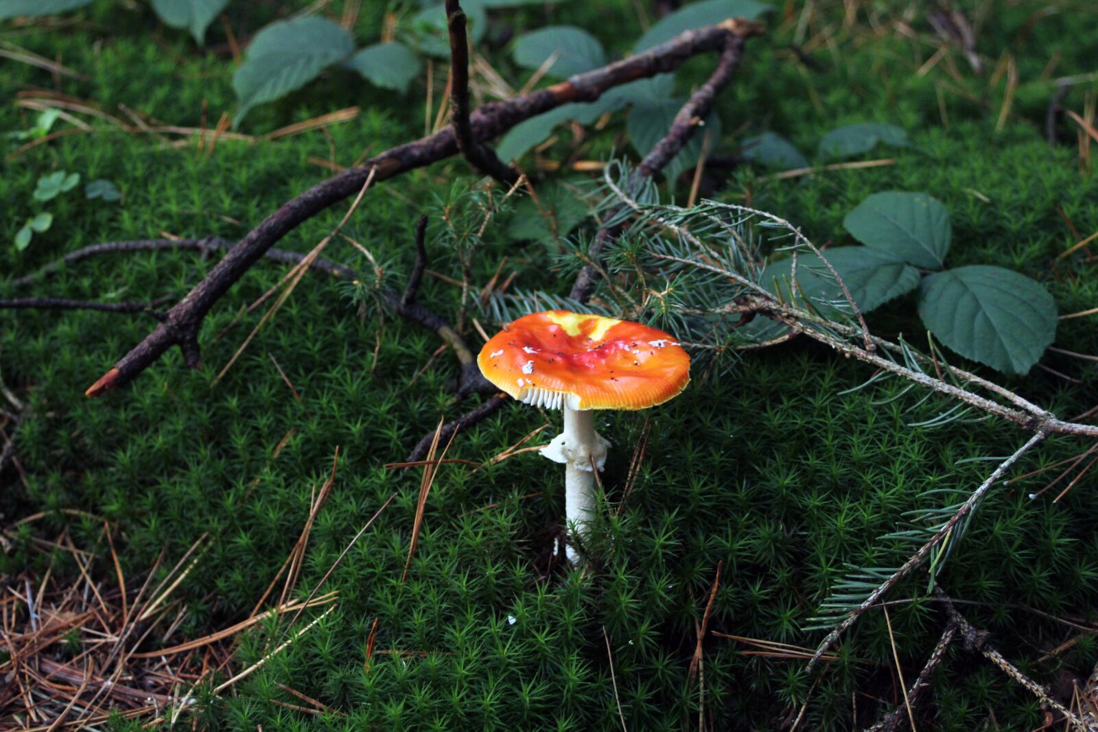 Canon EF 28-80mm f/3.5-5.6 sample photo. Mushroom, fly agaric, forest photography