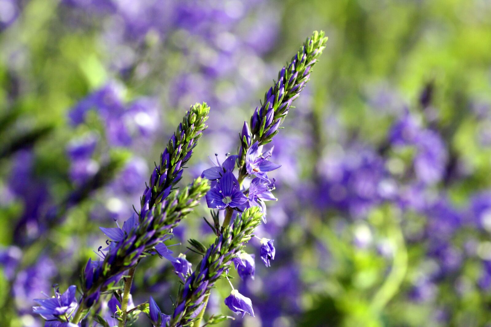Canon EOS 350D (EOS Digital Rebel XT / EOS Kiss Digital N) sample photo. Flowers, lavender, violet photography