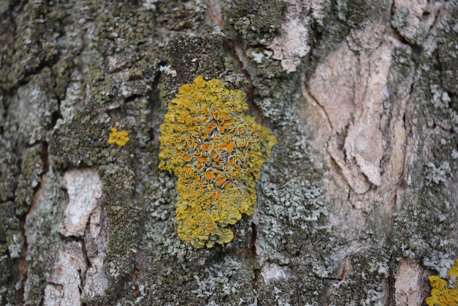 Nikon D5200 sample photo. Moss, log, tree photography