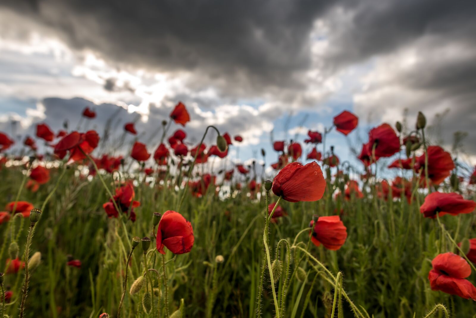 Nikon D750 sample photo. Poppy, poppy field, flower photography