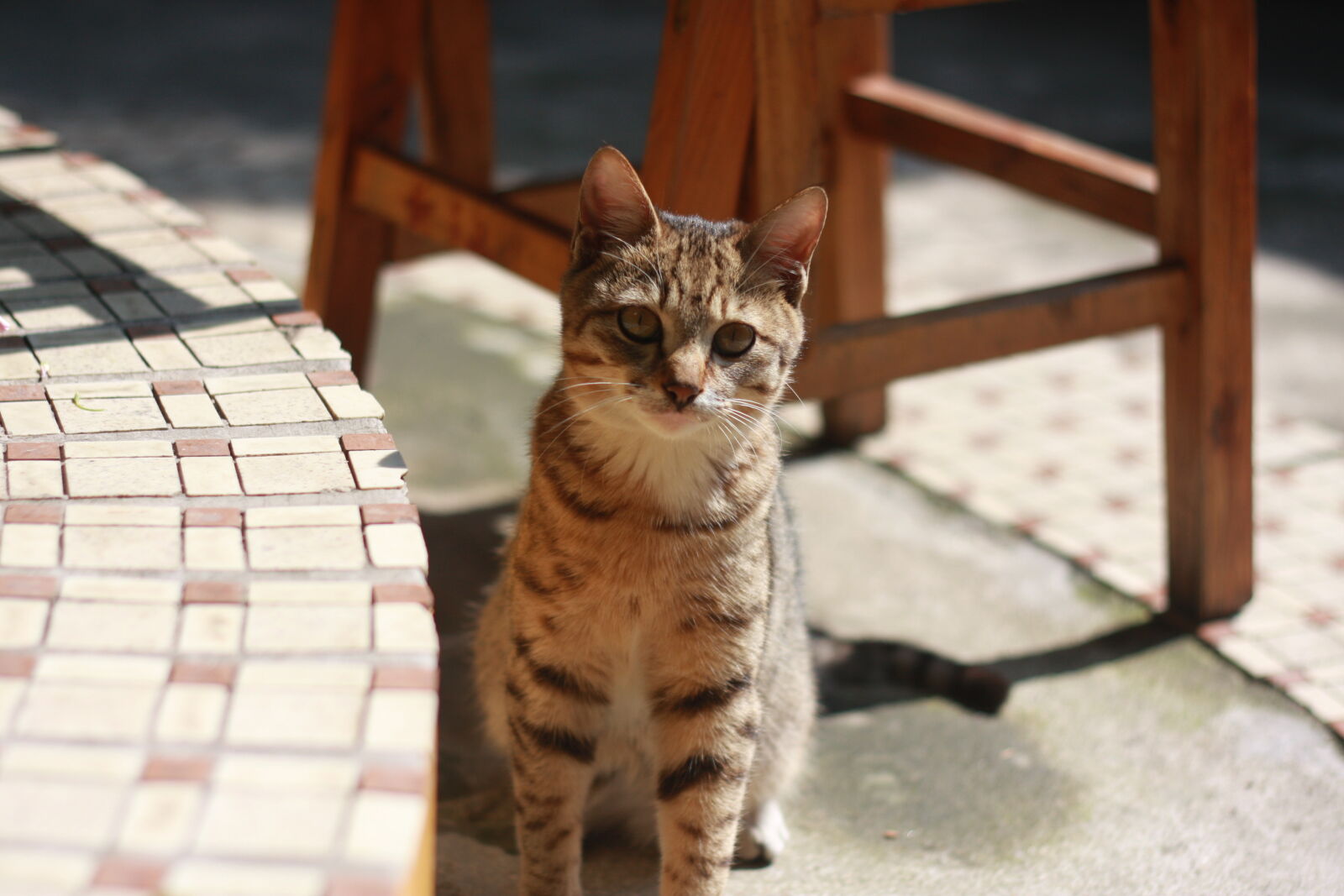 Canon EOS 40D sample photo. Brown, tabby, cat, sitting photography