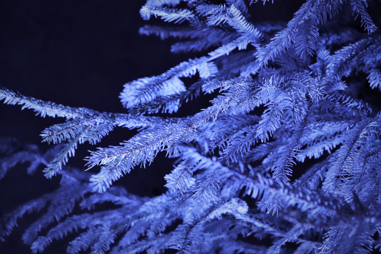 Canon EOS 200D (EOS Rebel SL2 / EOS Kiss X9) sample photo. Fir, decoration, winter photography