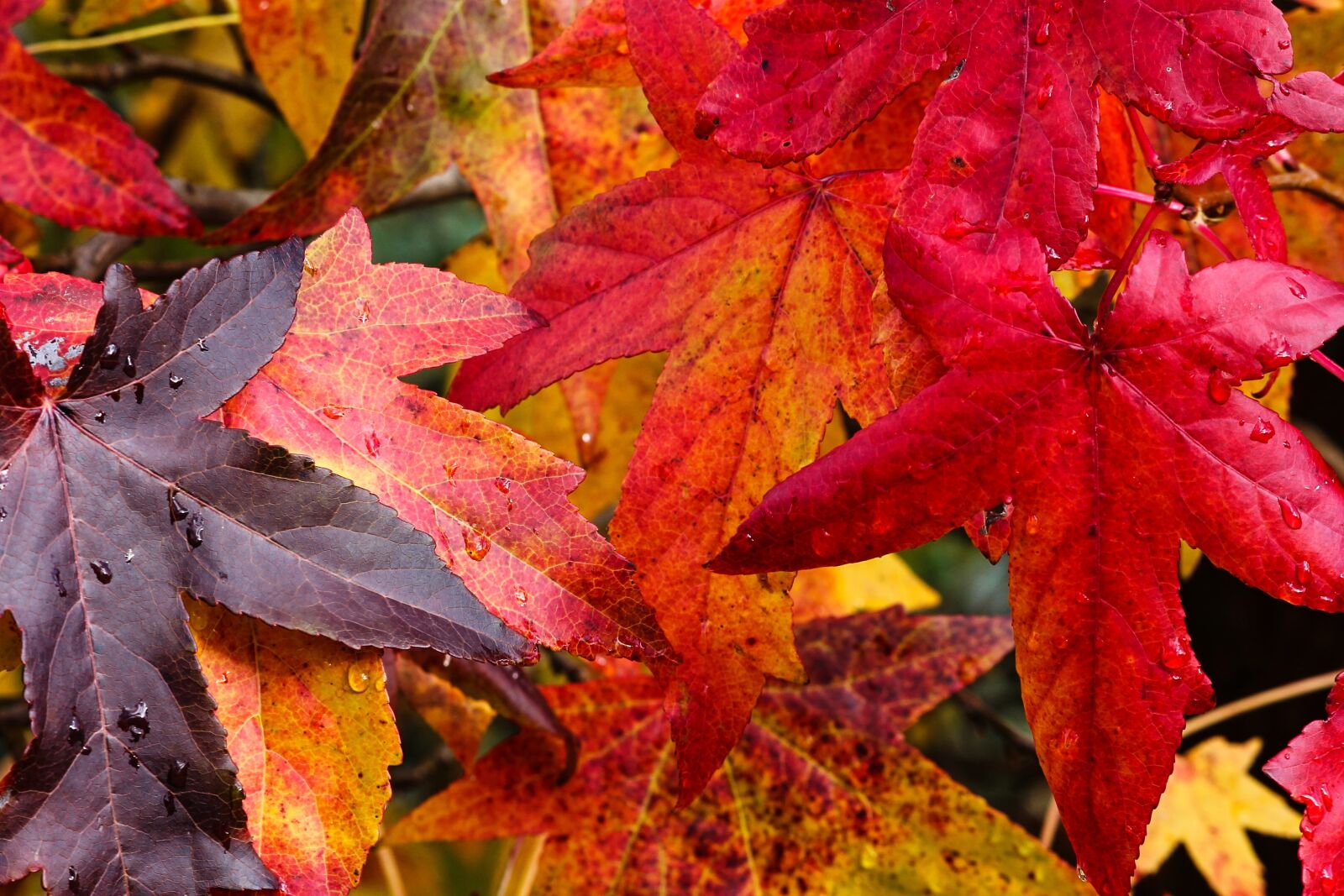 Canon EOS 1100D (EOS Rebel T3 / EOS Kiss X50) sample photo. Autumn, fall foliage, colorful photography