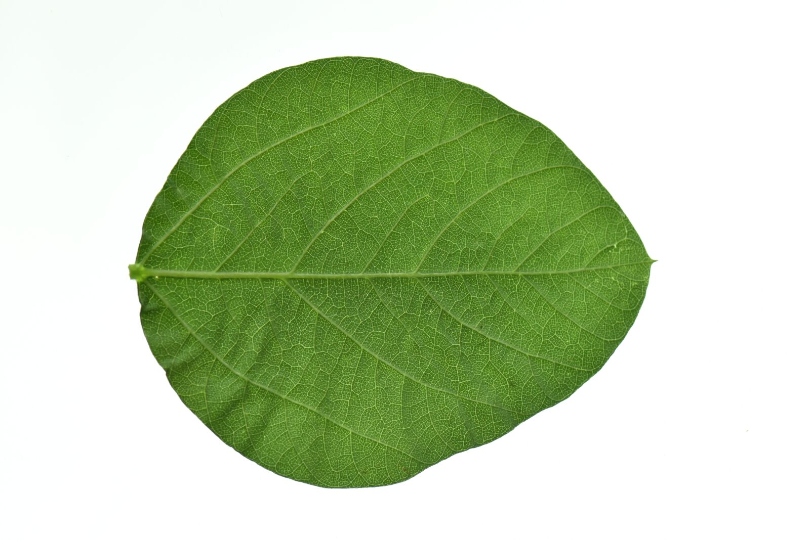 Nikon D810 sample photo. Soy leaves, green, health photography