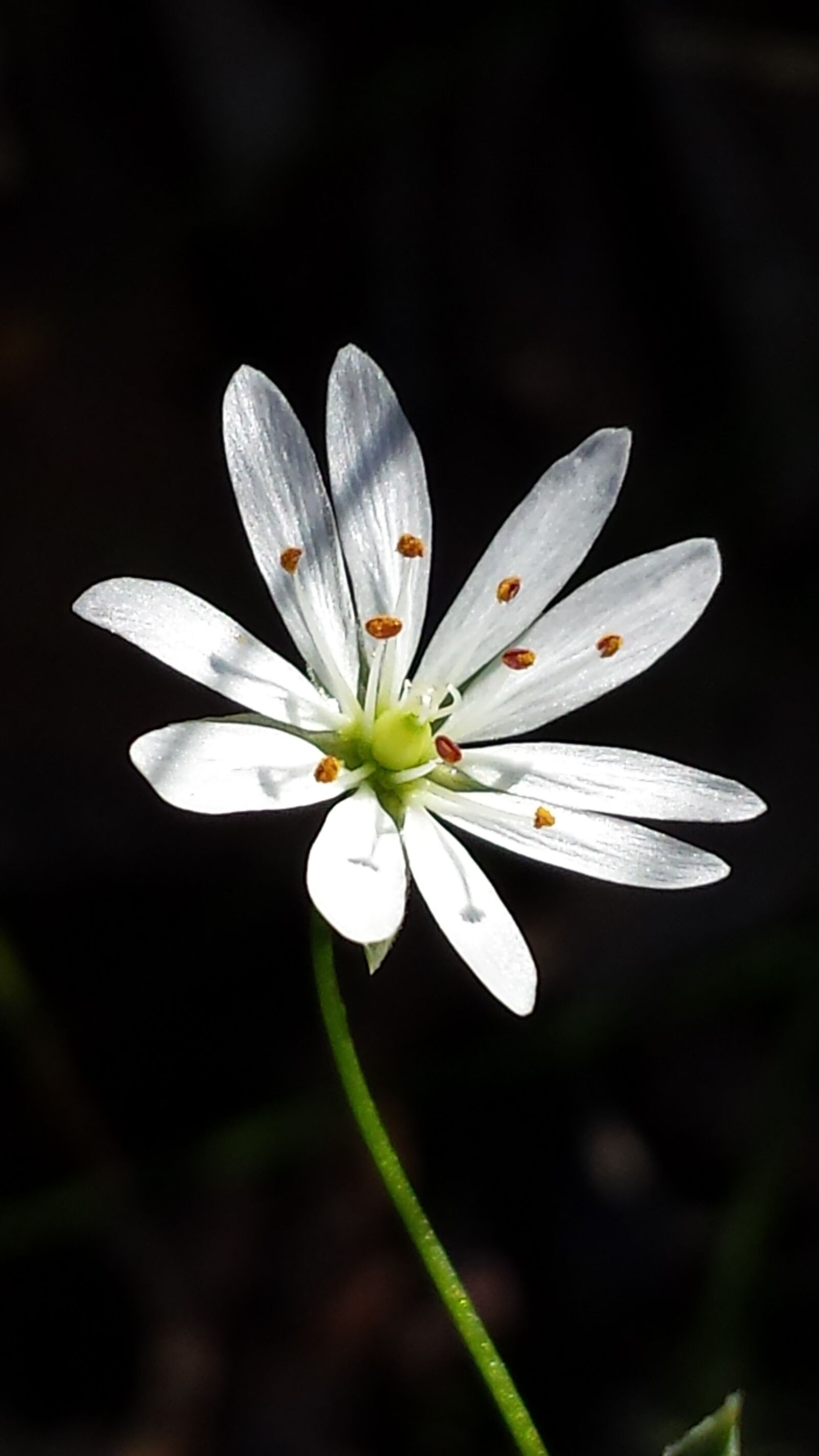 Samsung Galaxy S4 sample photo. Gr sstj rnblomma, summer photography
