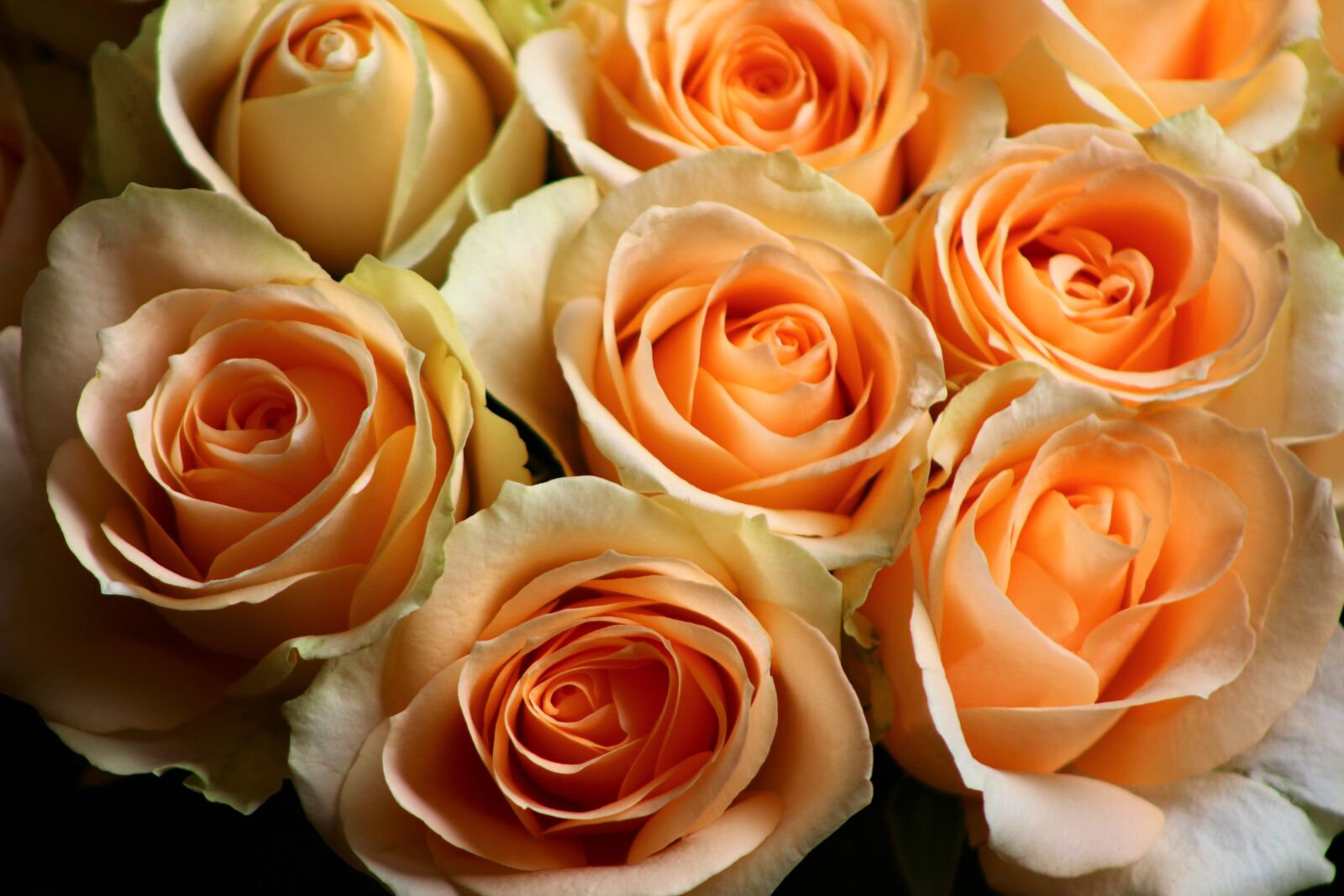 Canon EOS 2000D (EOS Rebel T7 / EOS Kiss X90 / EOS 1500D) sample photo. Rose, pale, orange photography