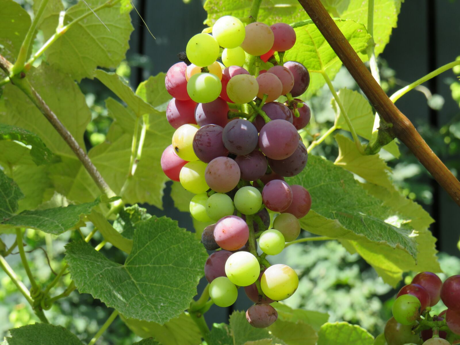 Canon PowerShot SX540 HS sample photo. Grape, bunch, mars photography