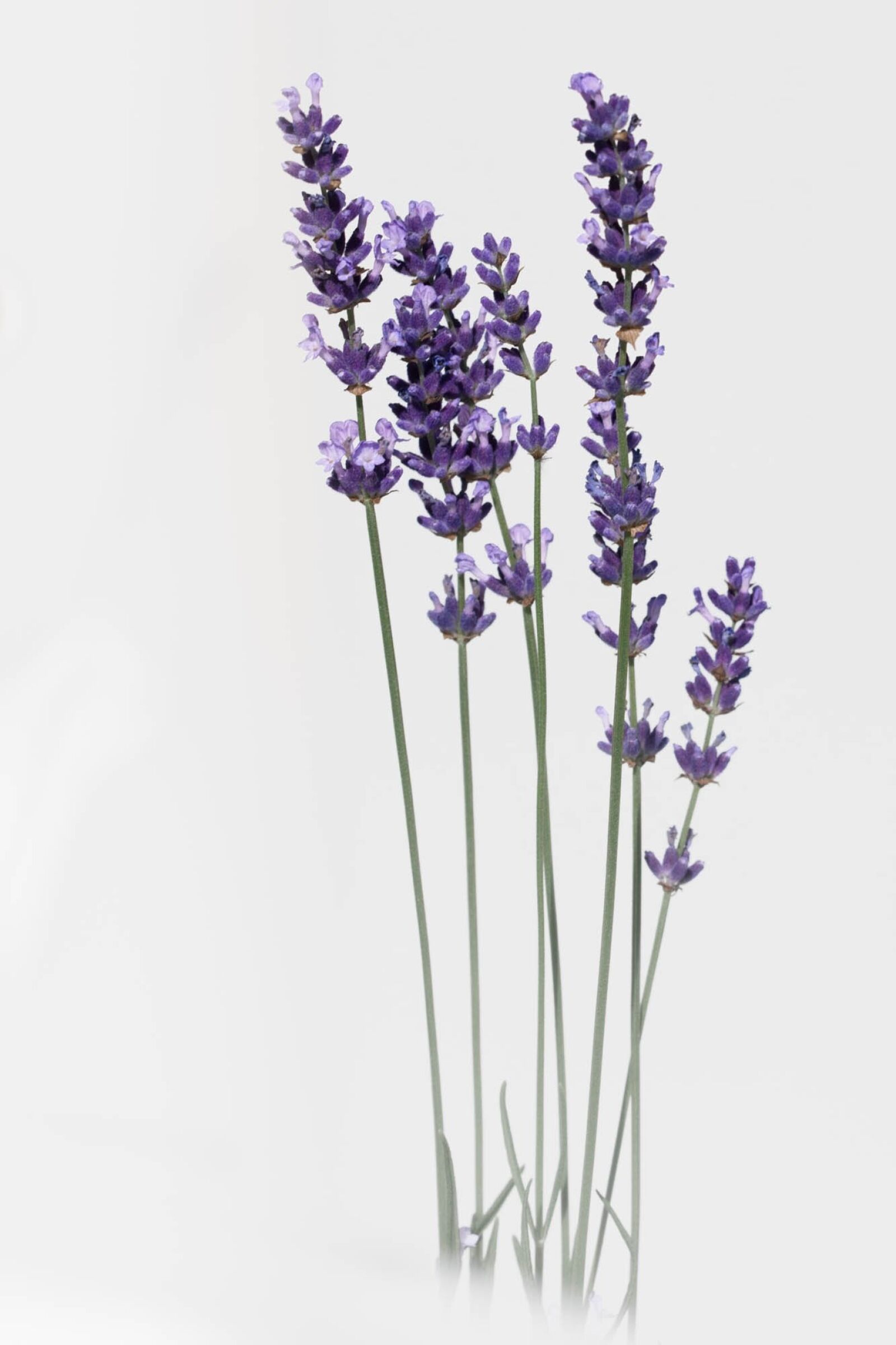 Nikon D7200 sample photo. Lavender, flower, nature photography