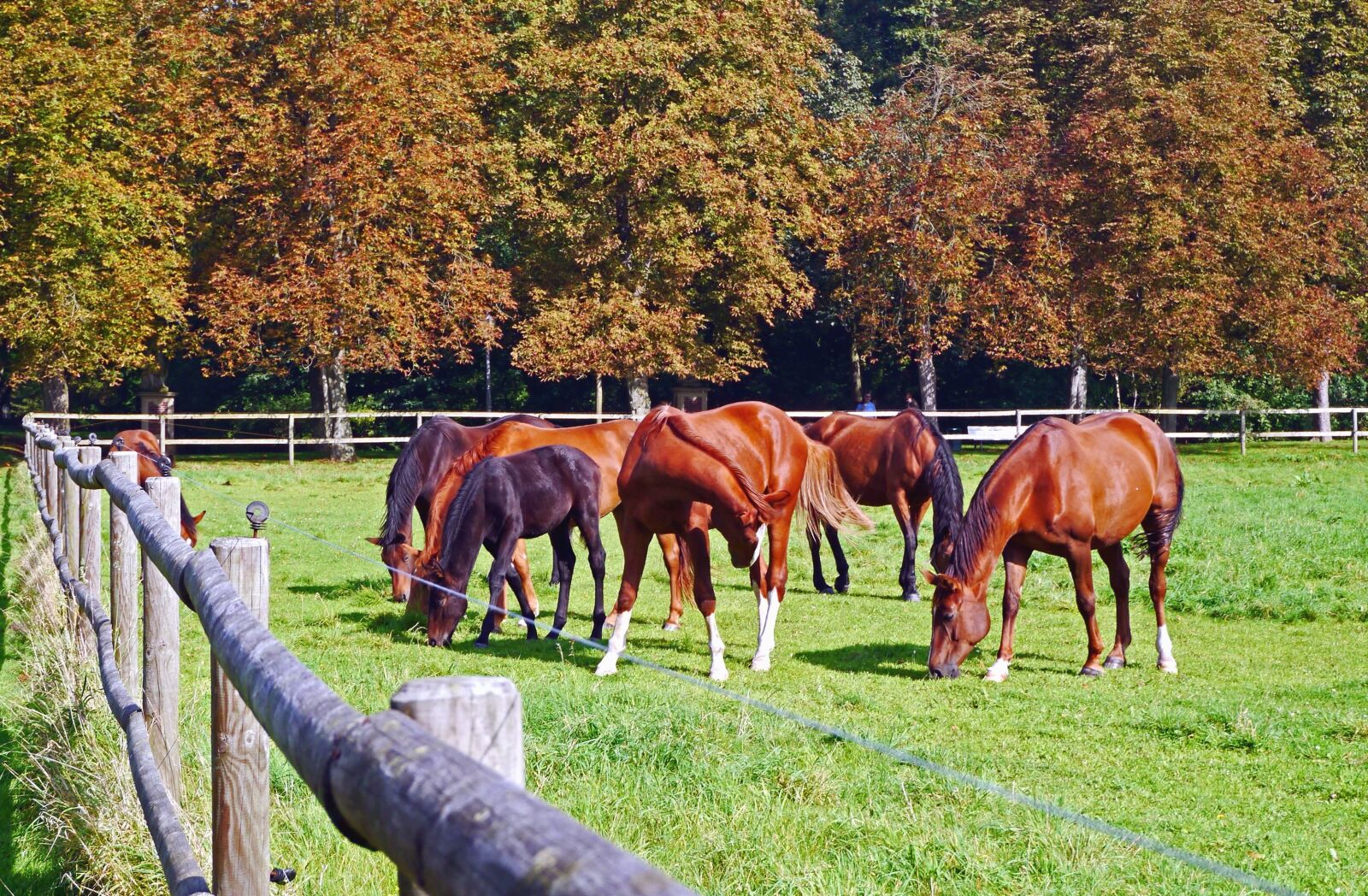 Panasonic Lumix DMC-GX1 sample photo. Ranch, farm, horse, pasture photography