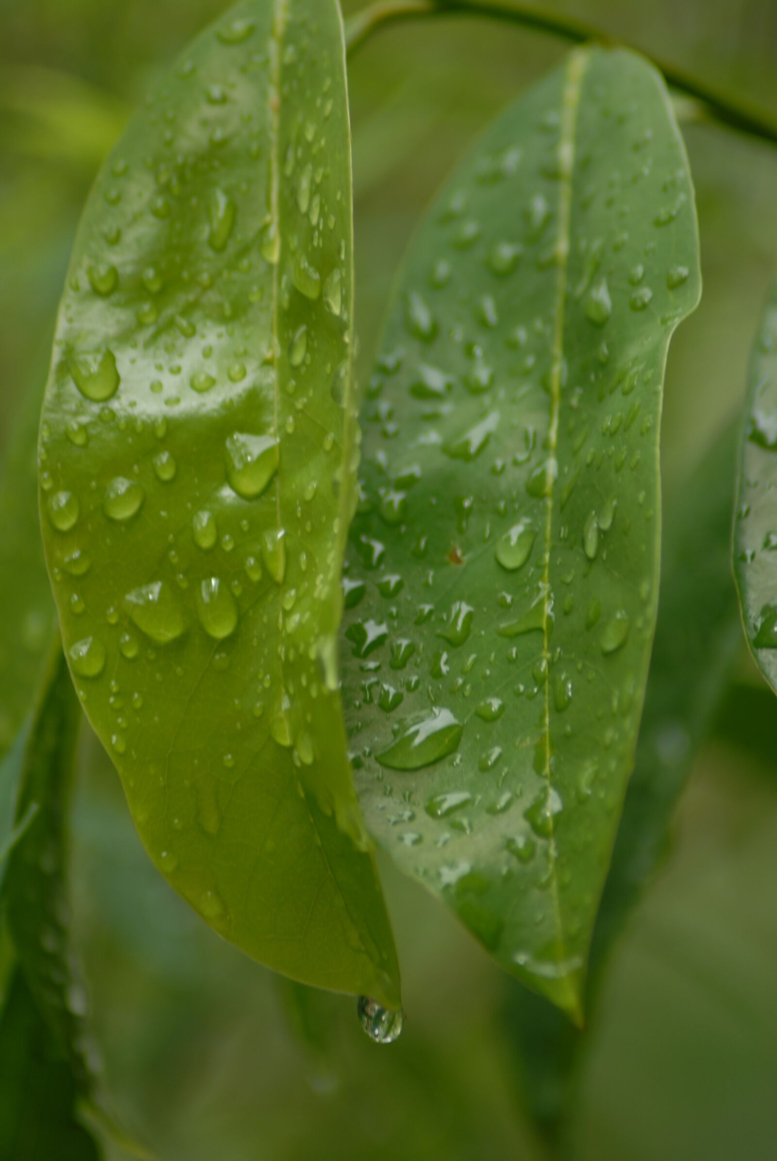 Nikon D200 sample photo. Leaves, water, drops photography