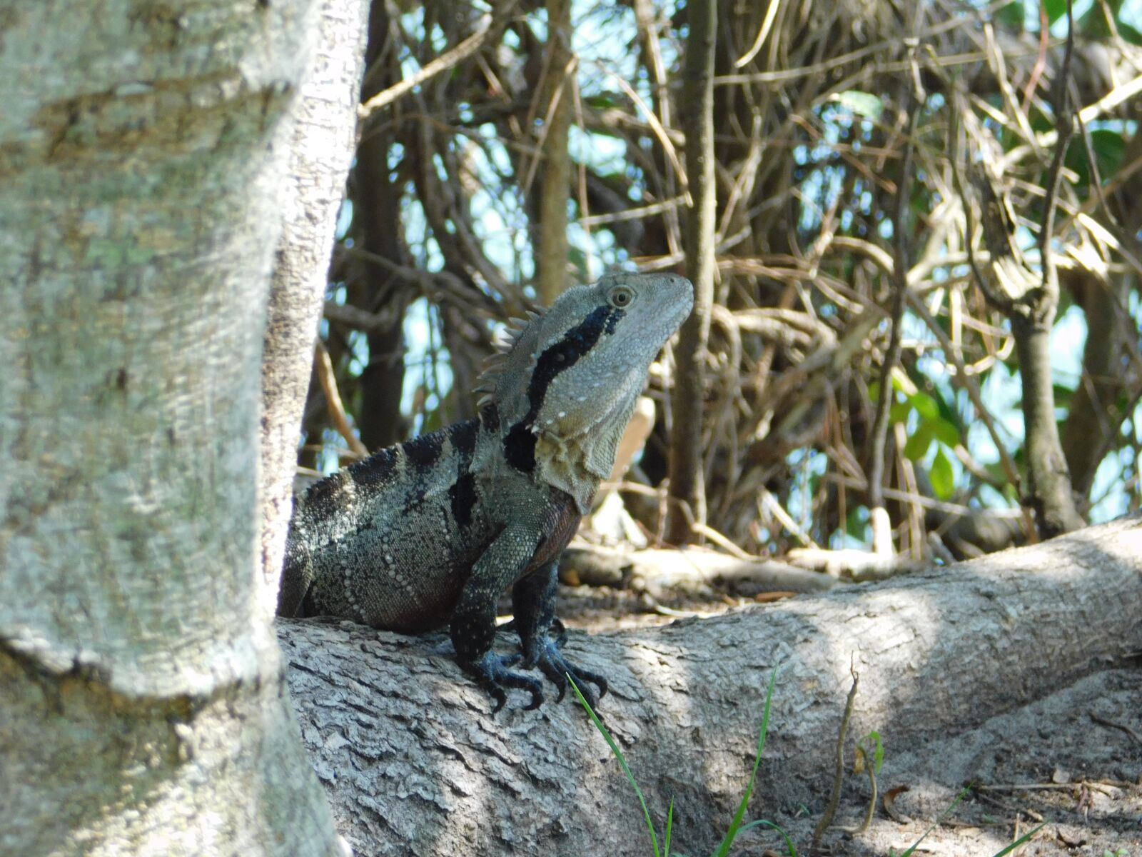 Nikon Coolpix B500 sample photo. Dragon, water dragon, lizard photography