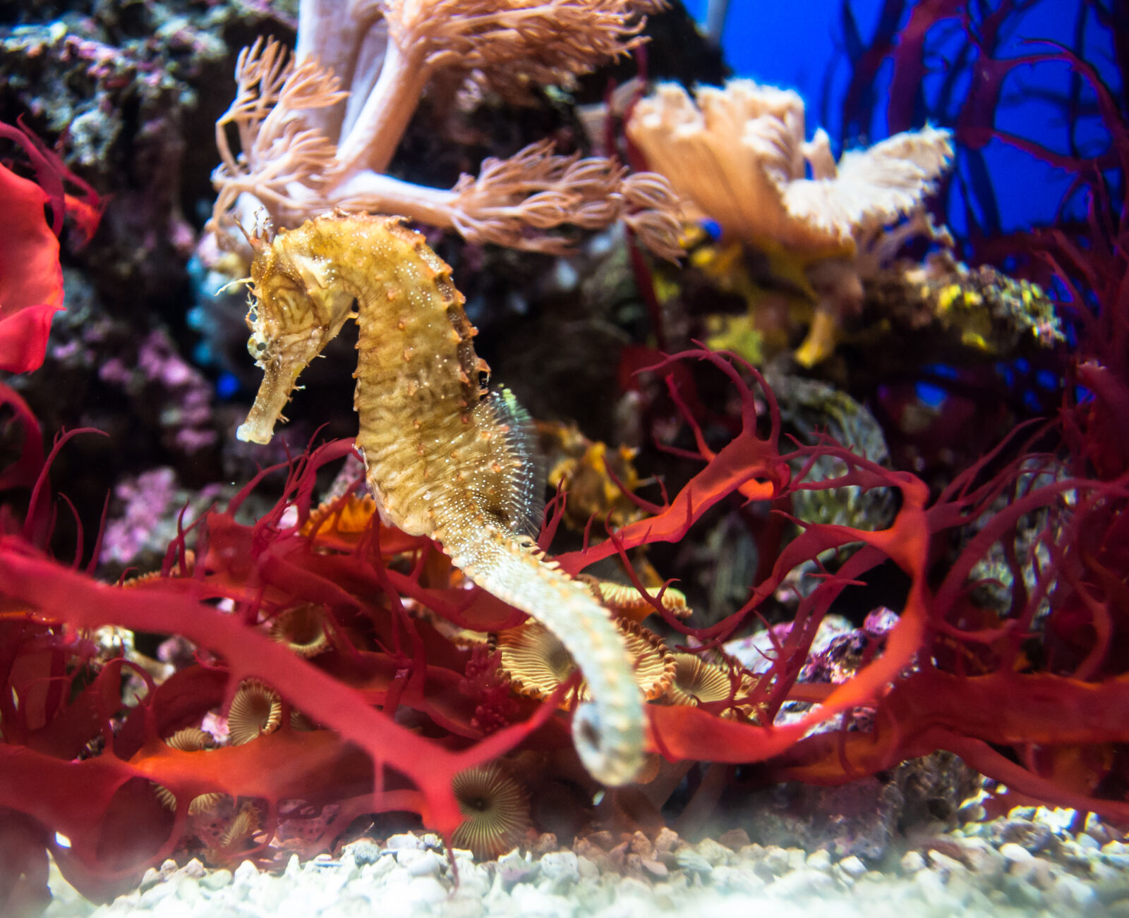 Nikon D5000 sample photo. Aquarium, fish, golden, red photography