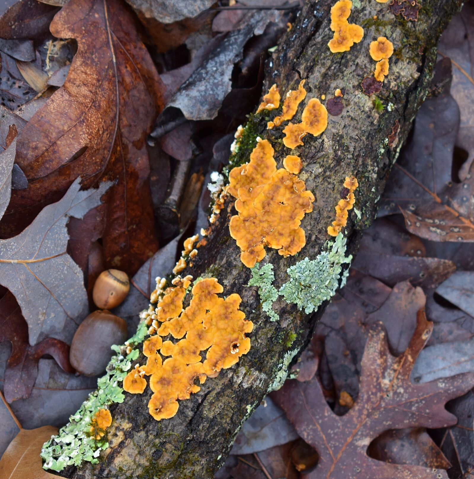Nikon D3300 sample photo. Lichens on fallen branch photography