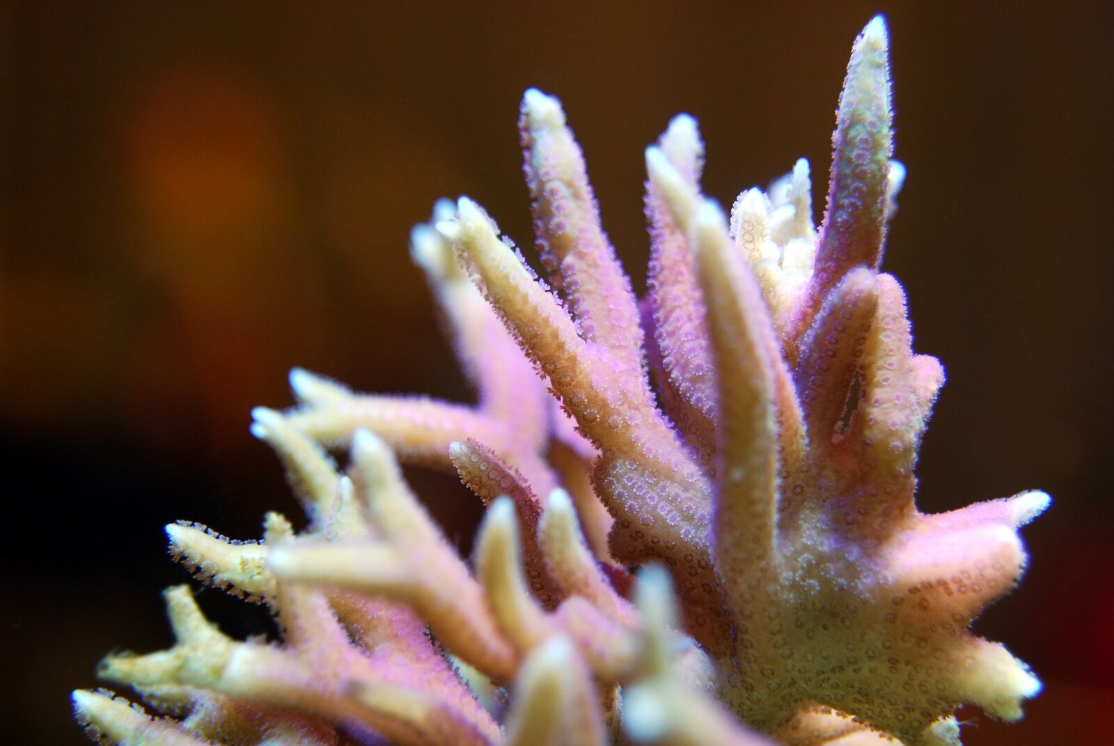 Nikon D40X sample photo. Coral, reef, sea photography