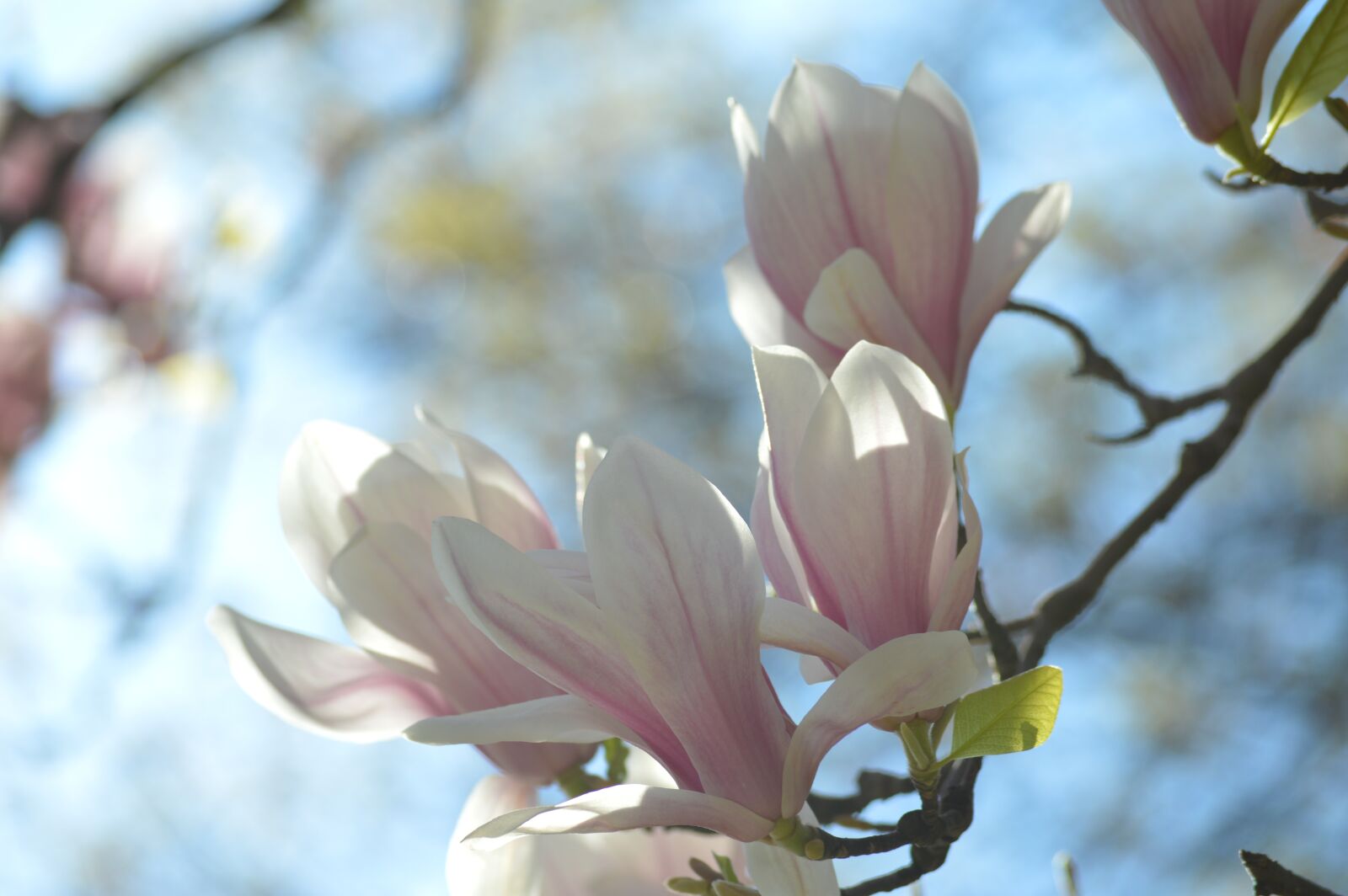 Nikon D3200 sample photo. Hell, white, pink photography