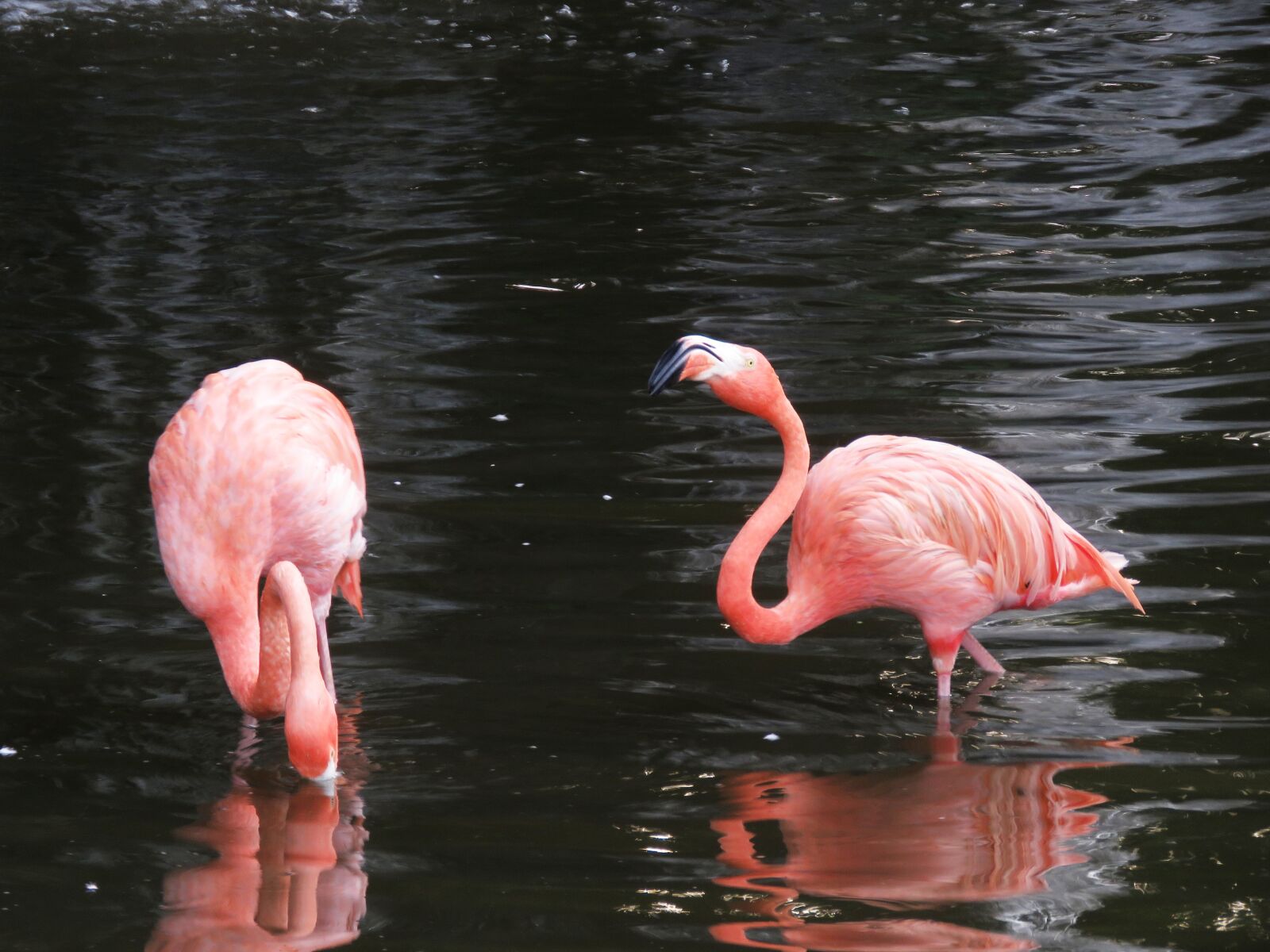 Canon PowerShot SX60 HS sample photo. Flamingo, water birds, exotic photography