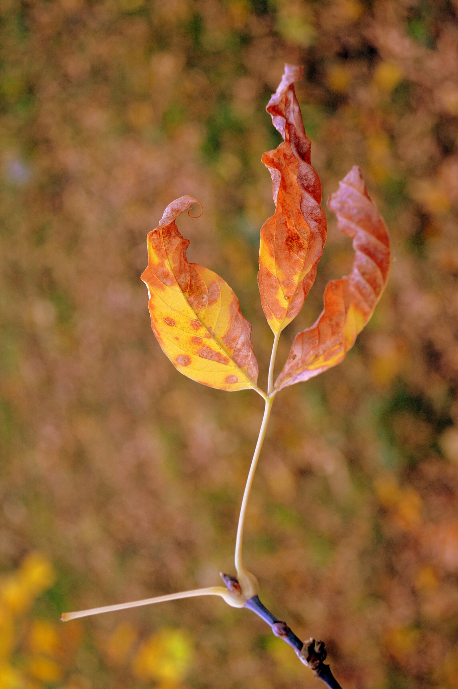 Nikon D3200 sample photo. Nature, colorful, warm photography
