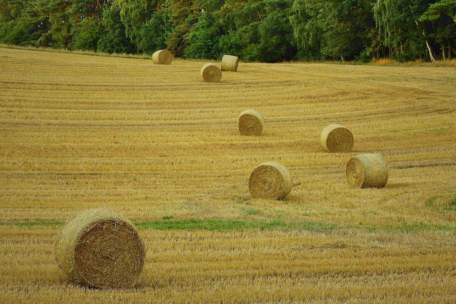 Nikon Coolpix P900 sample photo. Agriculture, harvest, field photography
