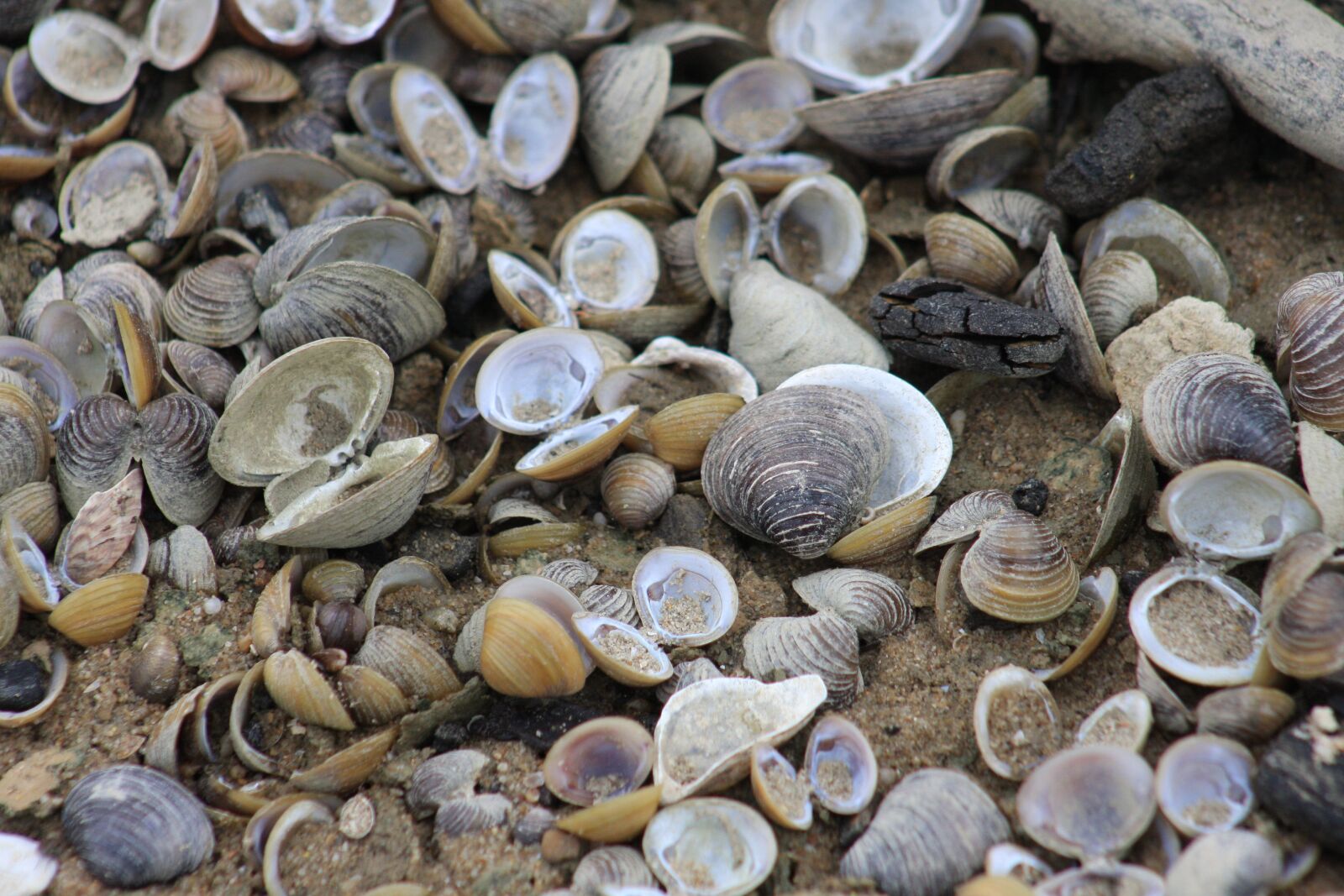 Canon EOS 40D sample photo. Mussels, river mussels, shells photography